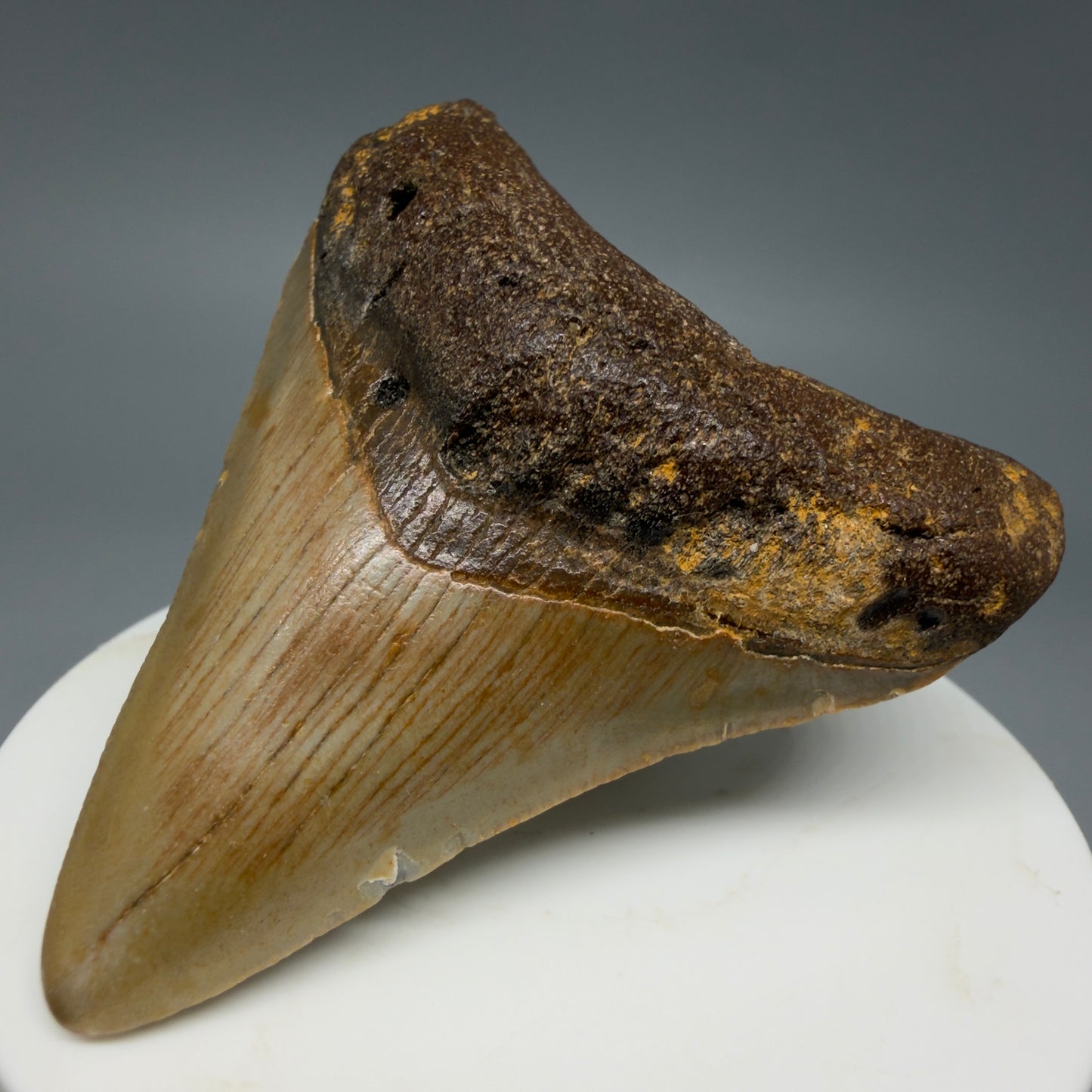 Front Right View Colorful 2.54" Fossil Megalodon Tooth - Authentic Carcharocles megalodon Fossil from North Carolina CM6290