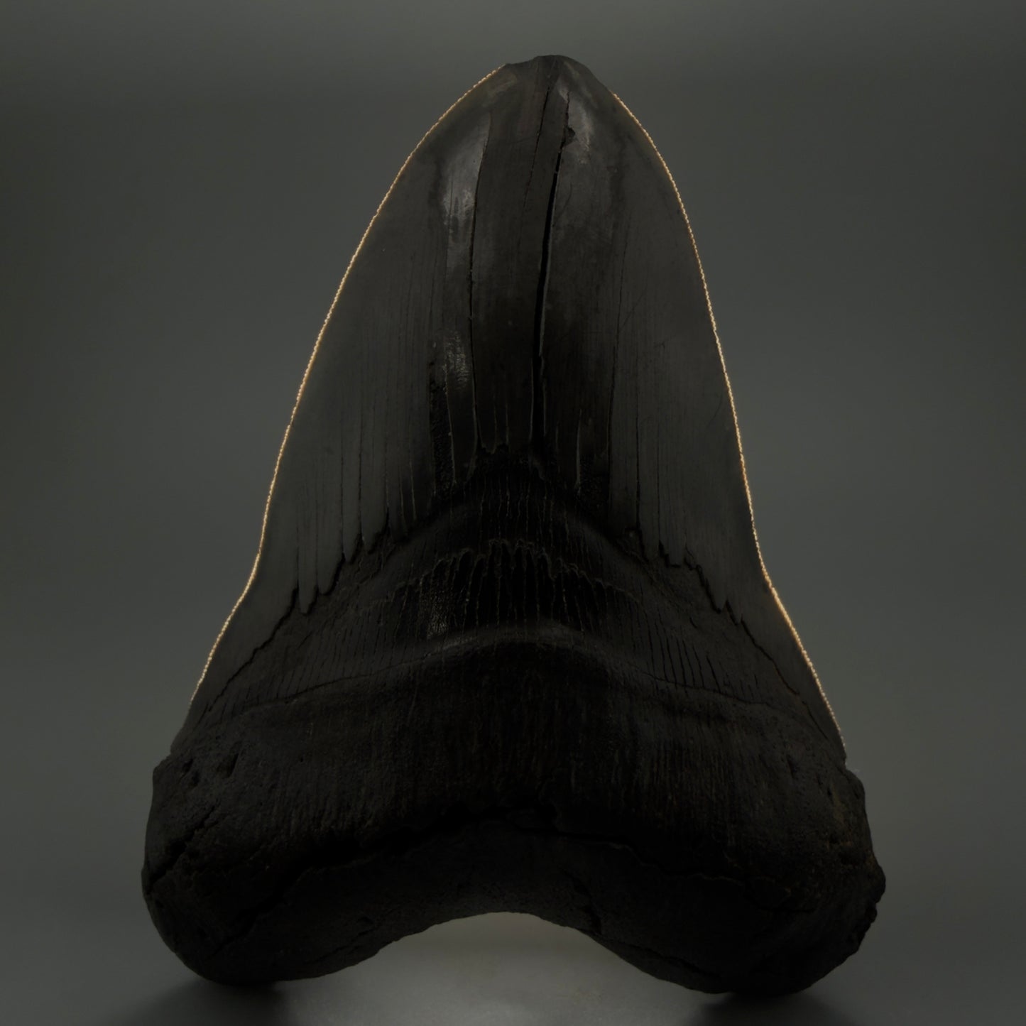 Front View displaying sharp serrations 6.14" Authentic Megalodon Tooth – Massive South Carolina Fossil CM5402