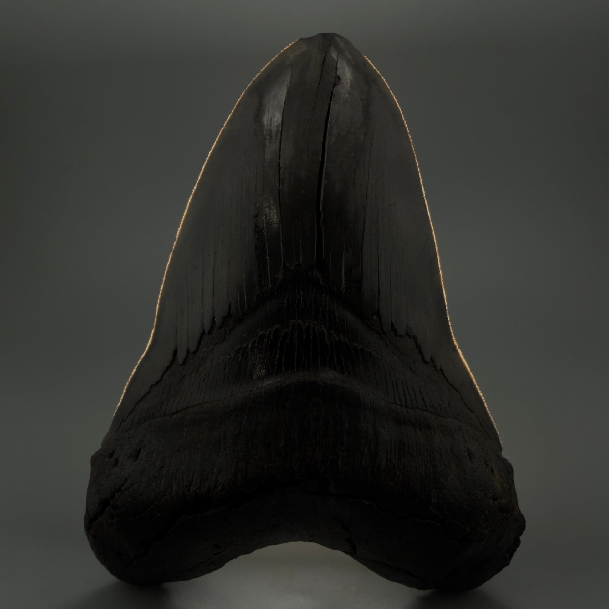 Front View displaying sharp serrations 6.14" Authentic Megalodon Tooth – Massive South Carolina Fossil CM5402