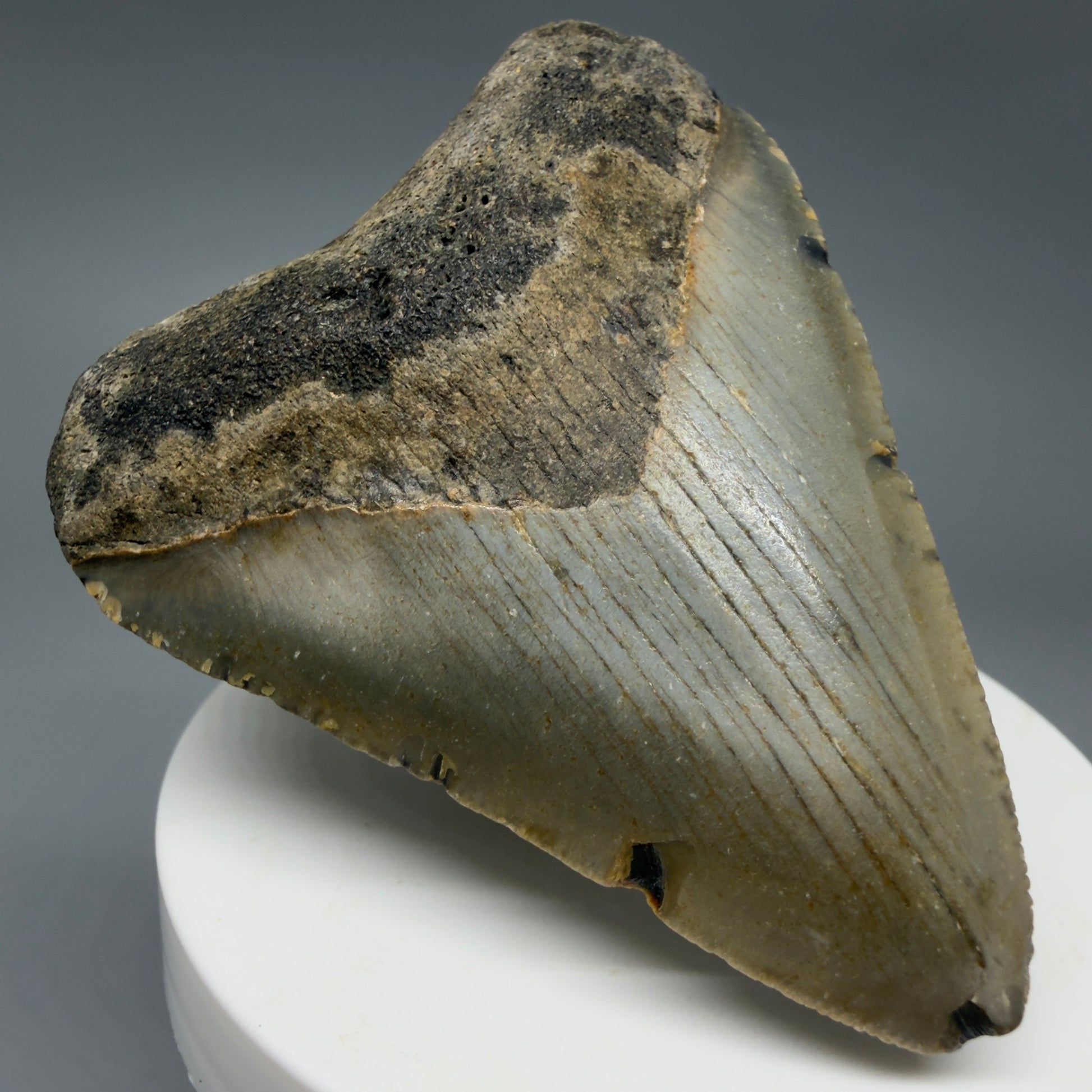 Front Left View Colorful 2.78" Fossil Megalodon Tooth - Authentic Carcharocles megalodon Fossil from North Carolina CM6294