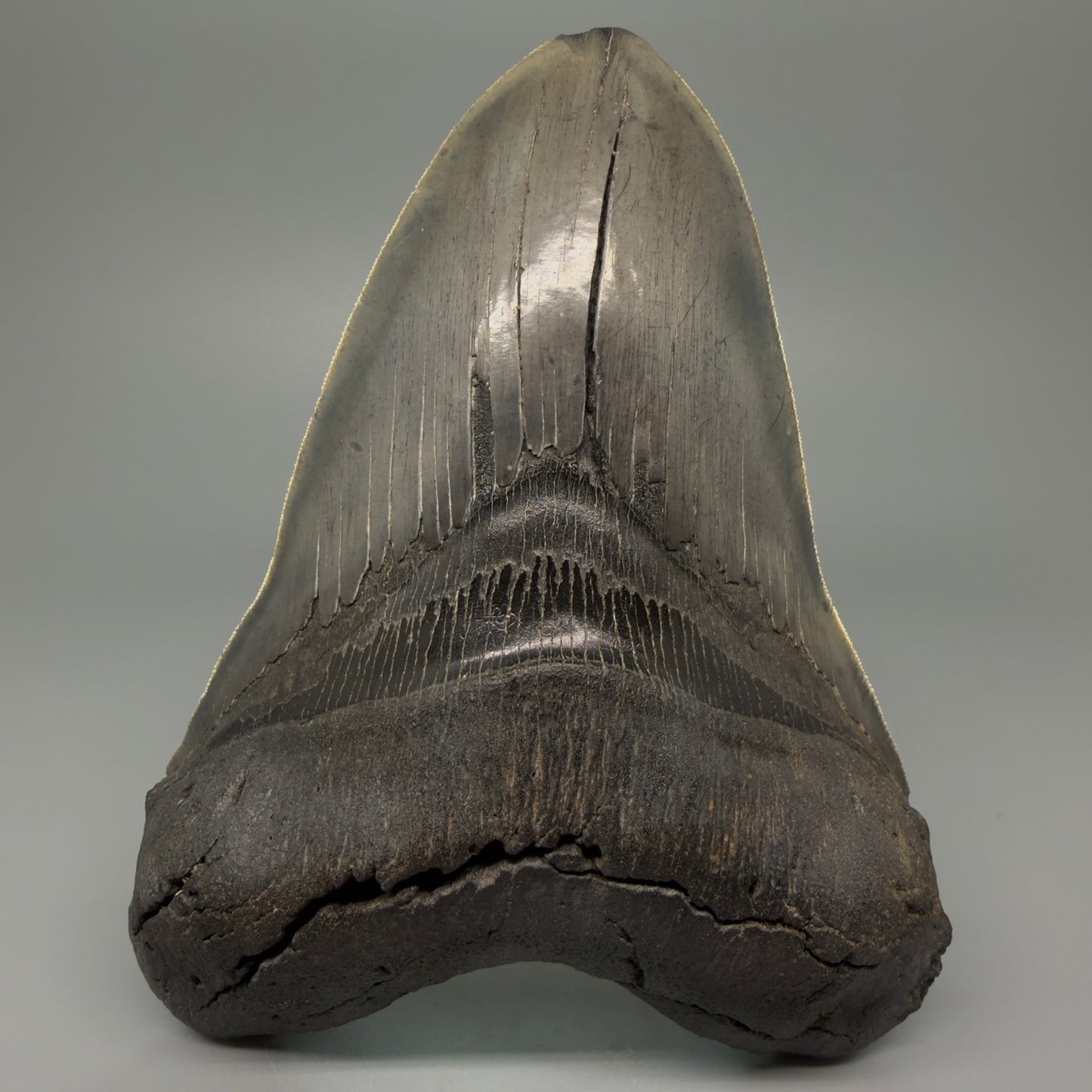 Front View 6.14" Authentic Megalodon Tooth – Massive South Carolina Fossil CM5402 - 2