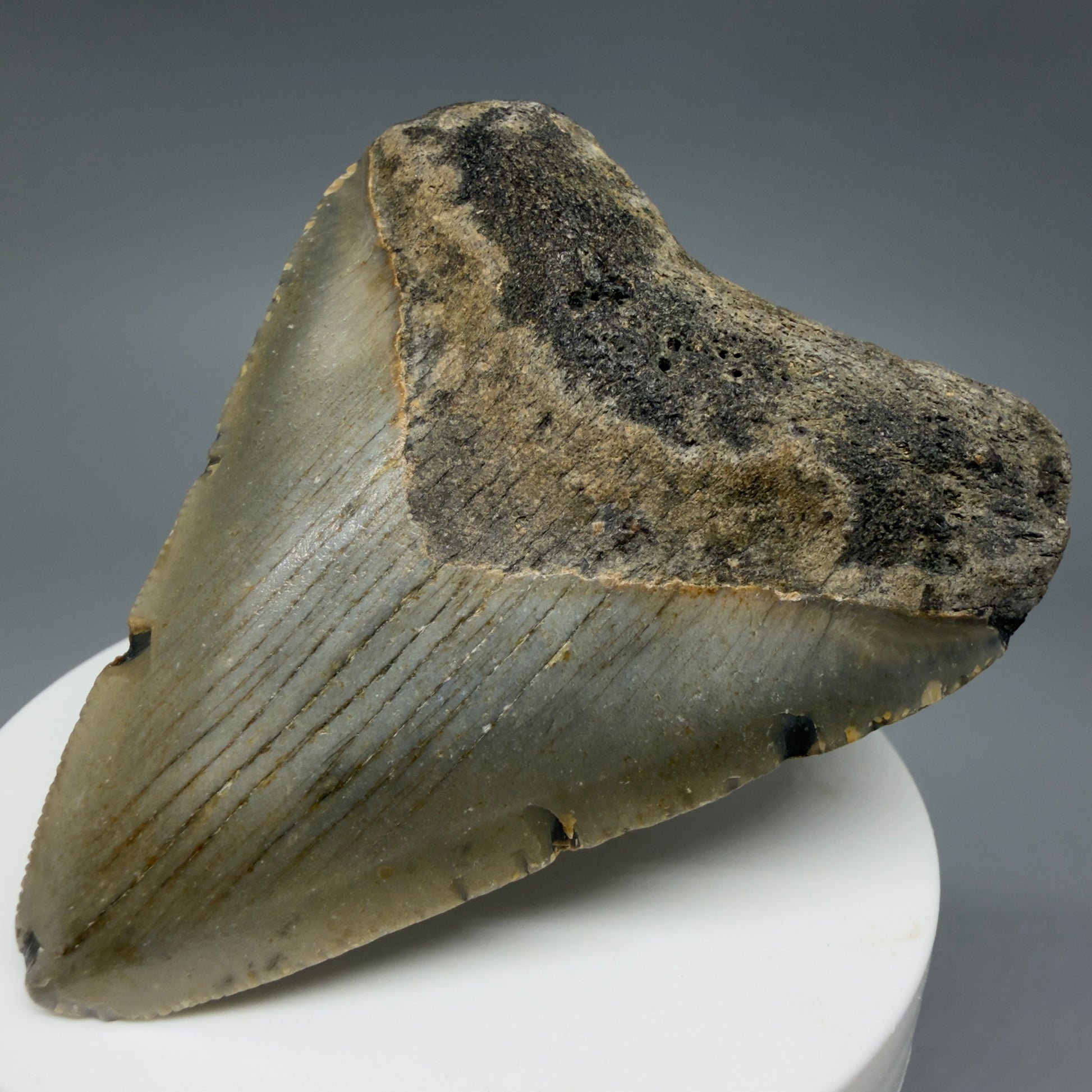 Front Right View Colorful 2.78" Fossil Megalodon Tooth - Authentic Carcharocles megalodon Fossil from North Carolina CM6294