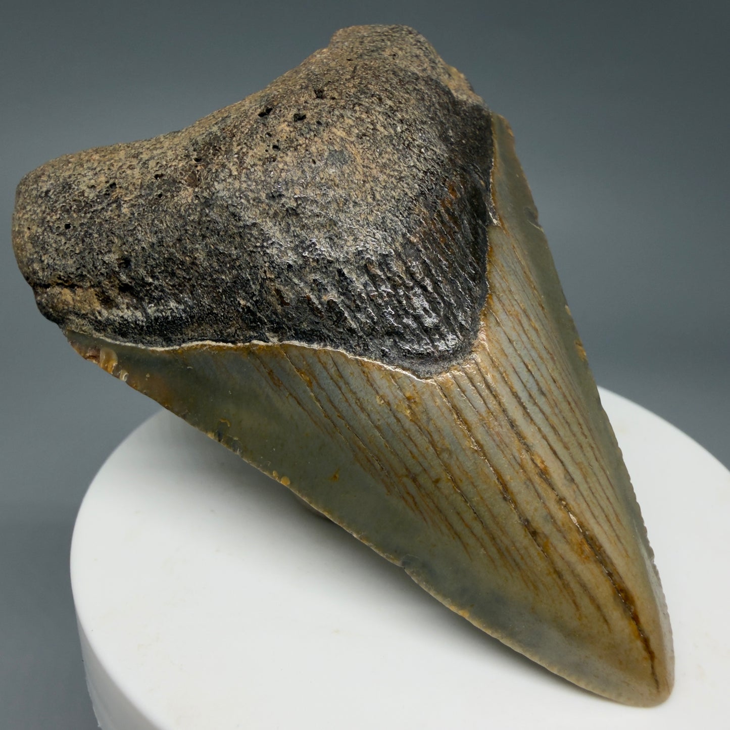 Front Left View Colorful 2.89" Fossil Megalodon Tooth - Authentic Carcharocles megalodon Fossil from North Carolina CM6296