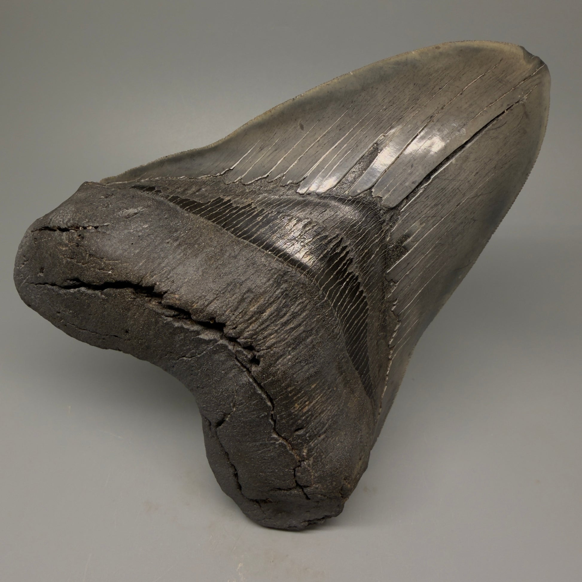 Front View 6.14" Authentic Megalodon Tooth – Massive South Carolina Fossil CM5402 - 3