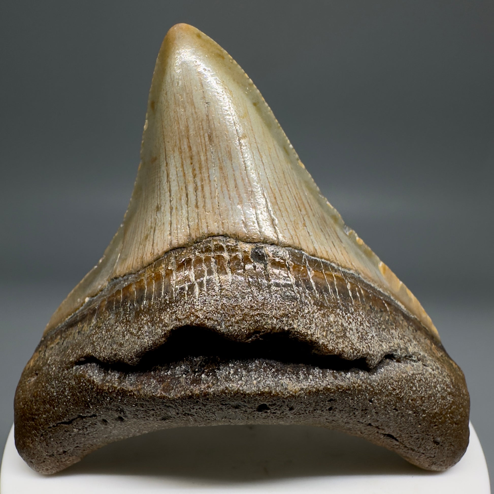 Lateral colorful 2.73" Fossil Megalodon Tooth from North Carolina CM5140 - Front