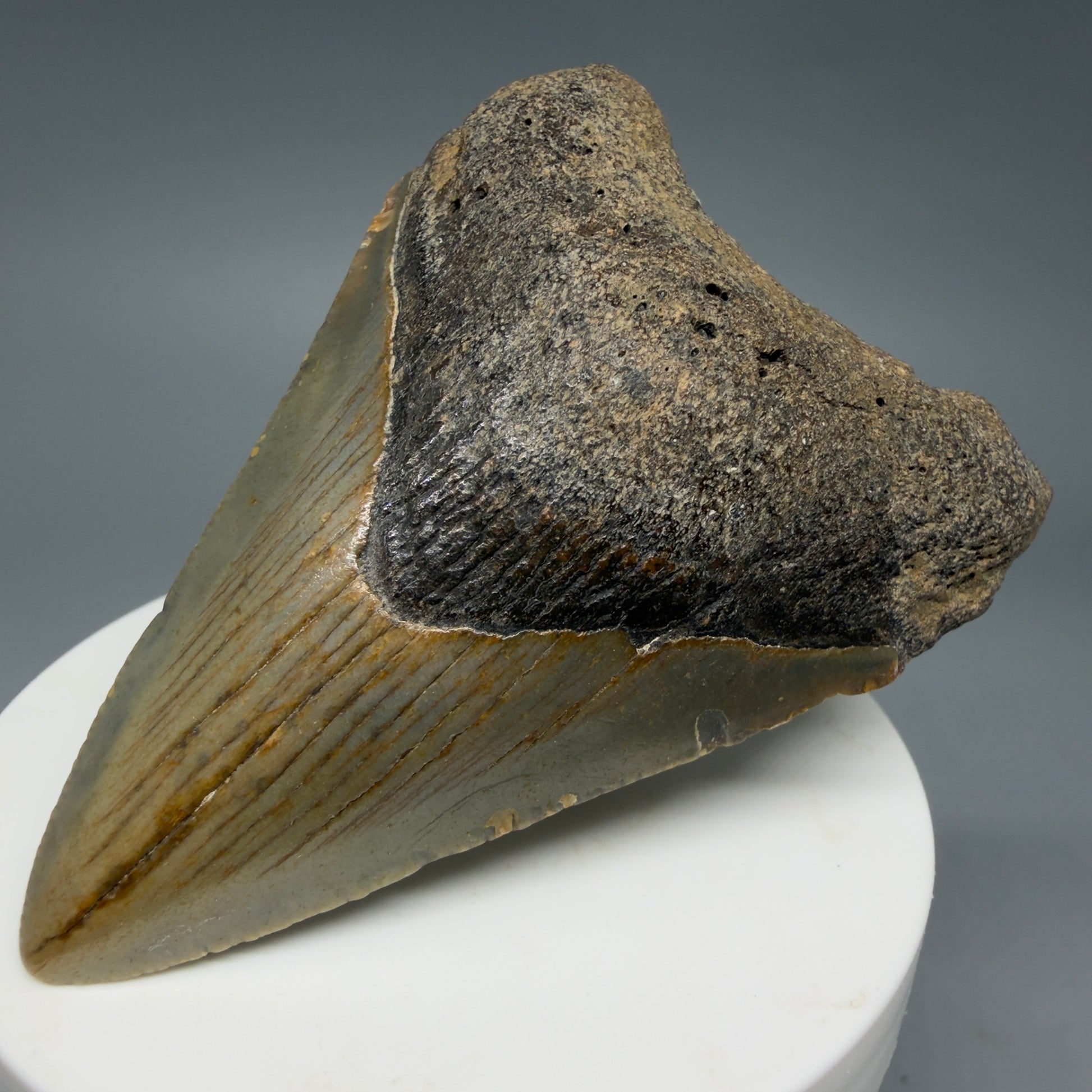 Front Right View Colorful 2.89" Fossil Megalodon Tooth - Authentic Carcharocles megalodon Fossil from North Carolina CM6296
