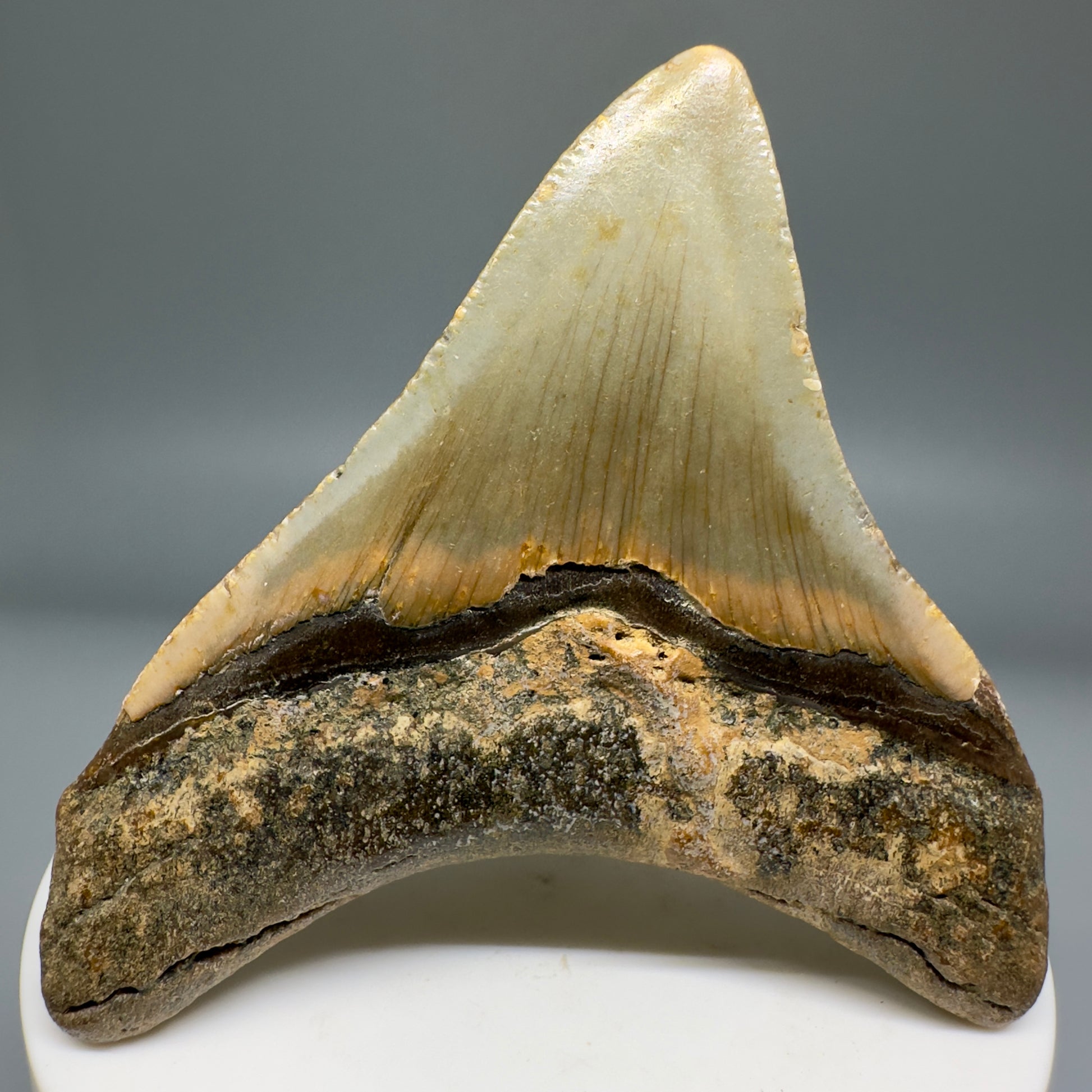Lateral colorful 2.73" Fossil Megalodon Tooth from North Carolina CM5140 - Back 