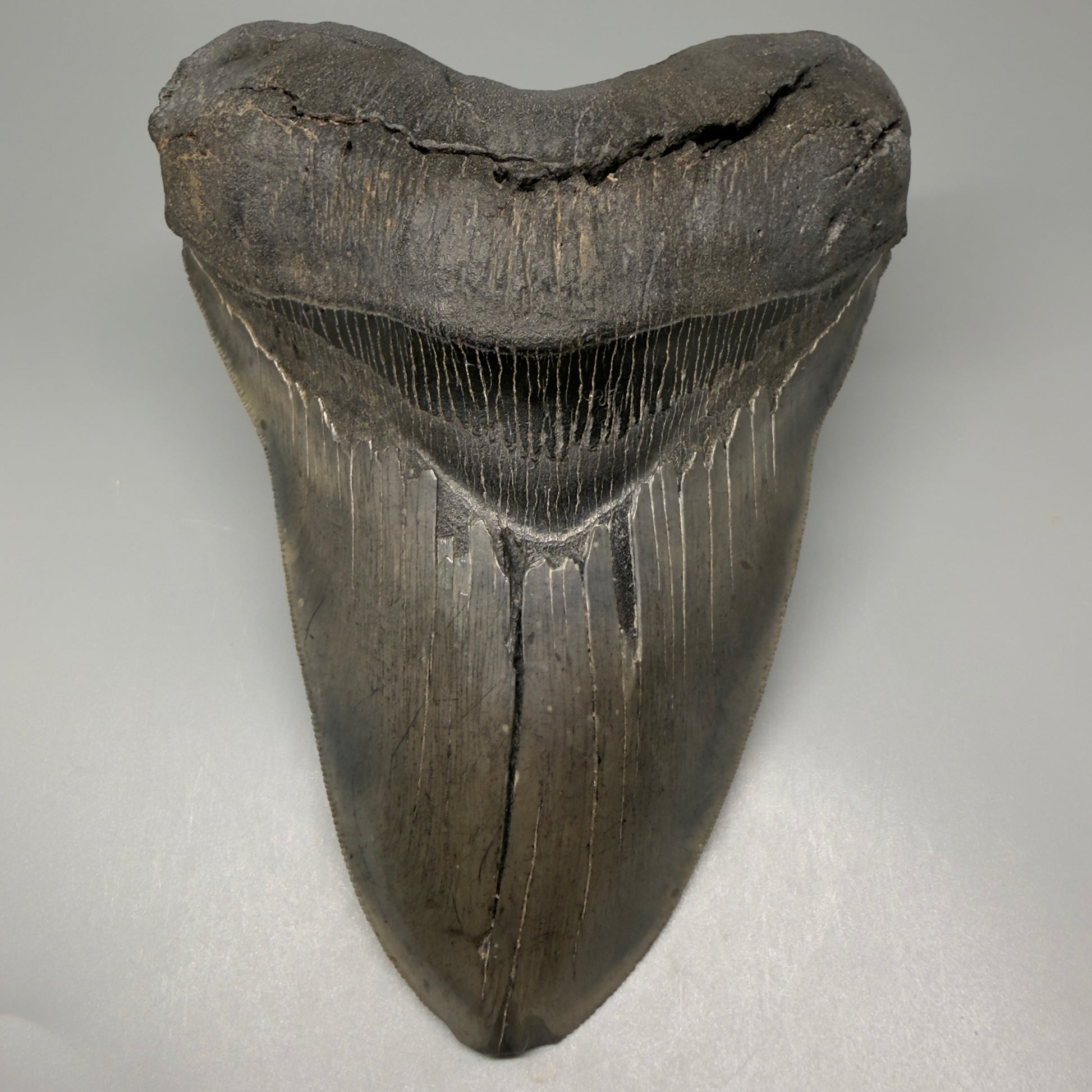 Front View 6.14" Authentic Megalodon Tooth – Massive South Carolina Fossil CM5402 - 4