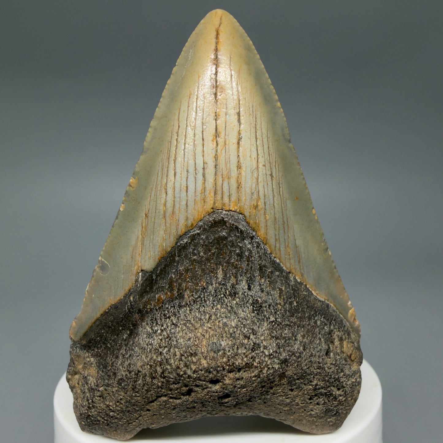 Front View Colorful 2.89" Fossil Megalodon Tooth - Authentic Carcharocles megalodon Fossil from North Carolina CM6296