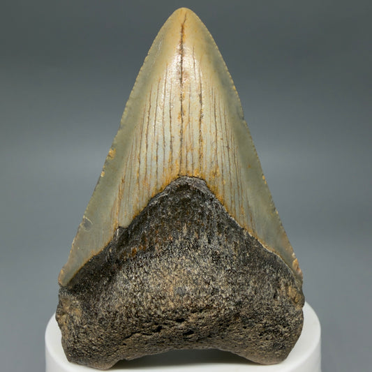 Front View Colorful 2.89" Fossil Megalodon Tooth - Authentic Carcharocles megalodon Fossil from North Carolina CM6296