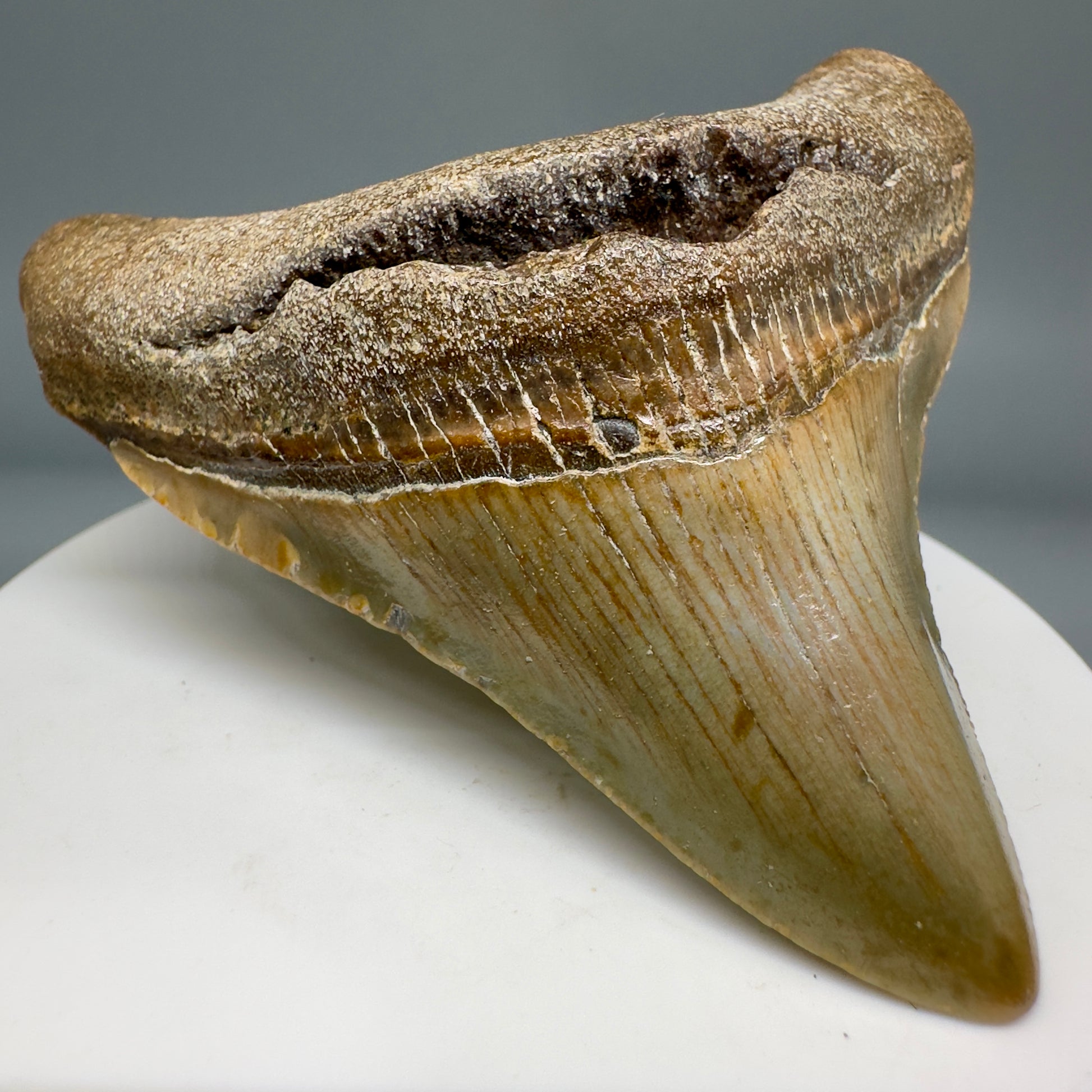 Lateral colorful 2.73" Fossil Megalodon Tooth from North Carolina CM5140 - Front Left