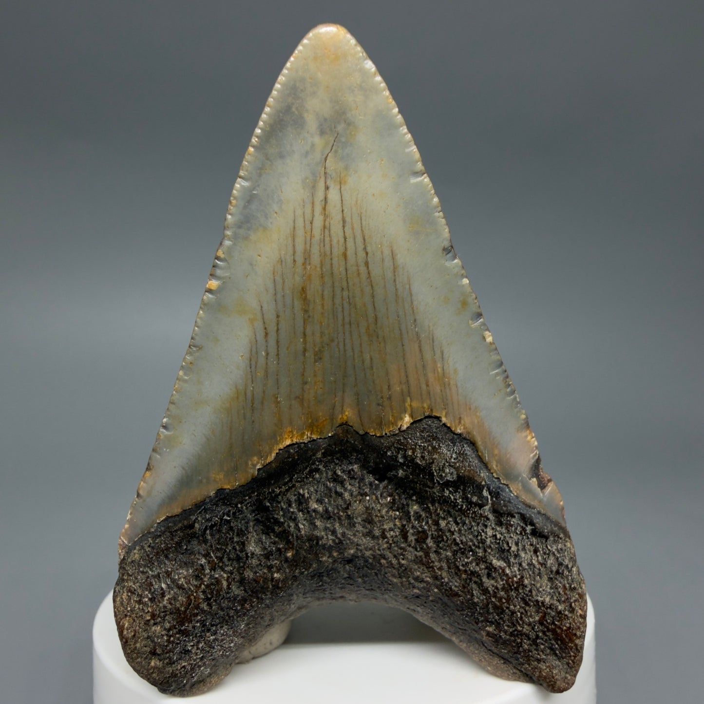 Back View Colorful 2.89" Fossil Megalodon Tooth - Authentic Carcharocles megalodon Fossil from North Carolina CM6296