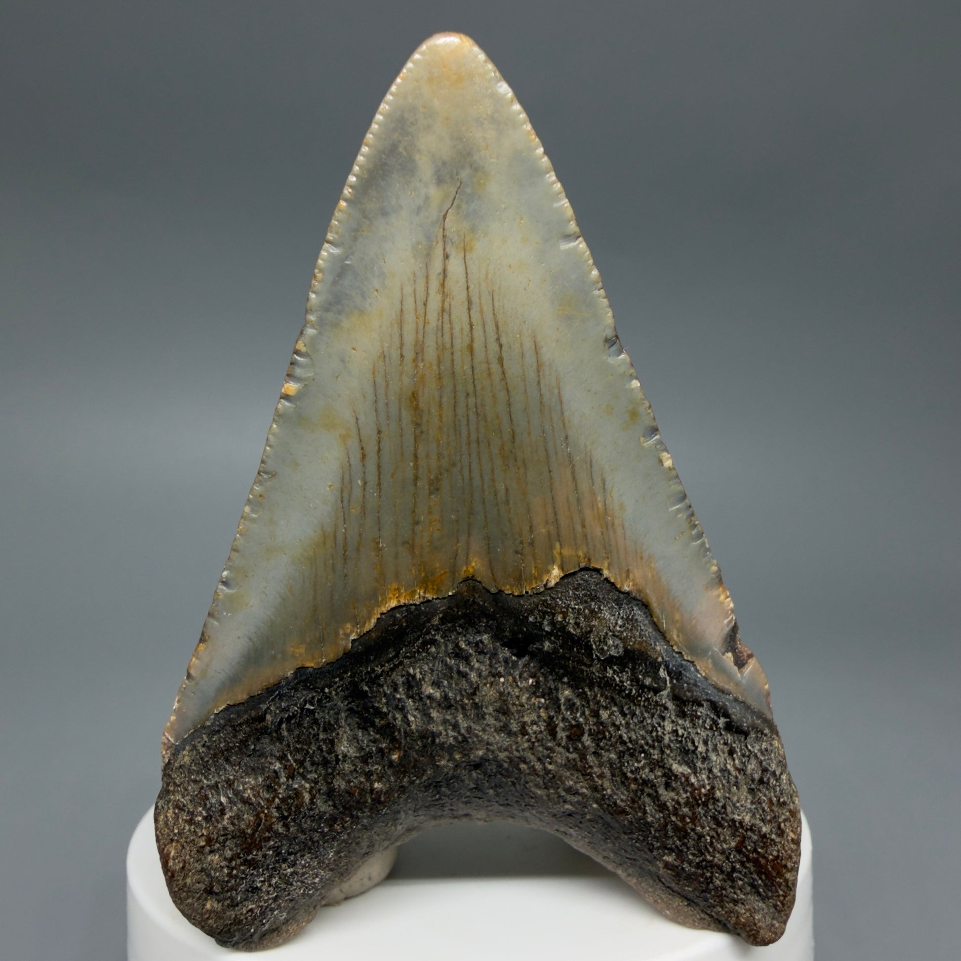 Back View Colorful 2.89" Fossil Megalodon Tooth - Authentic Carcharocles megalodon Fossil from North Carolina CM6296