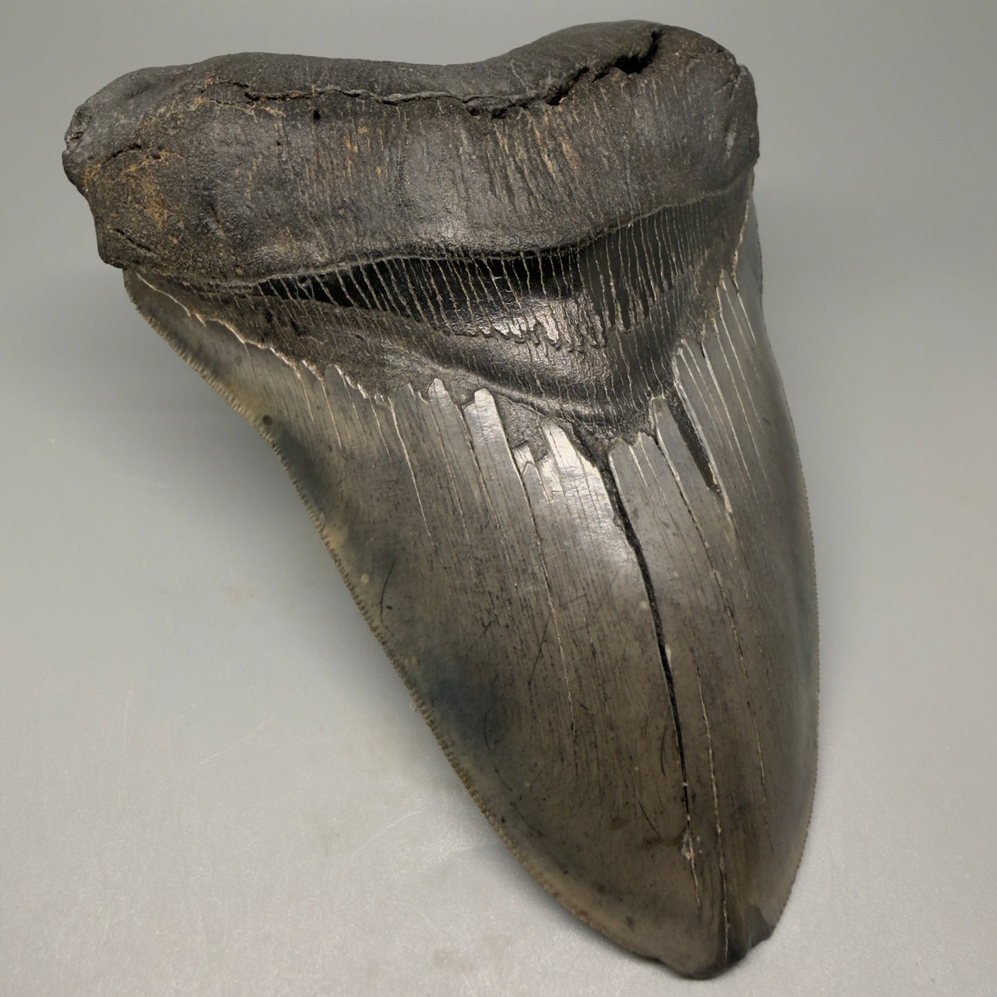 Front Left View 6.14" Authentic Megalodon Tooth – Massive South Carolina Fossil CM5402 