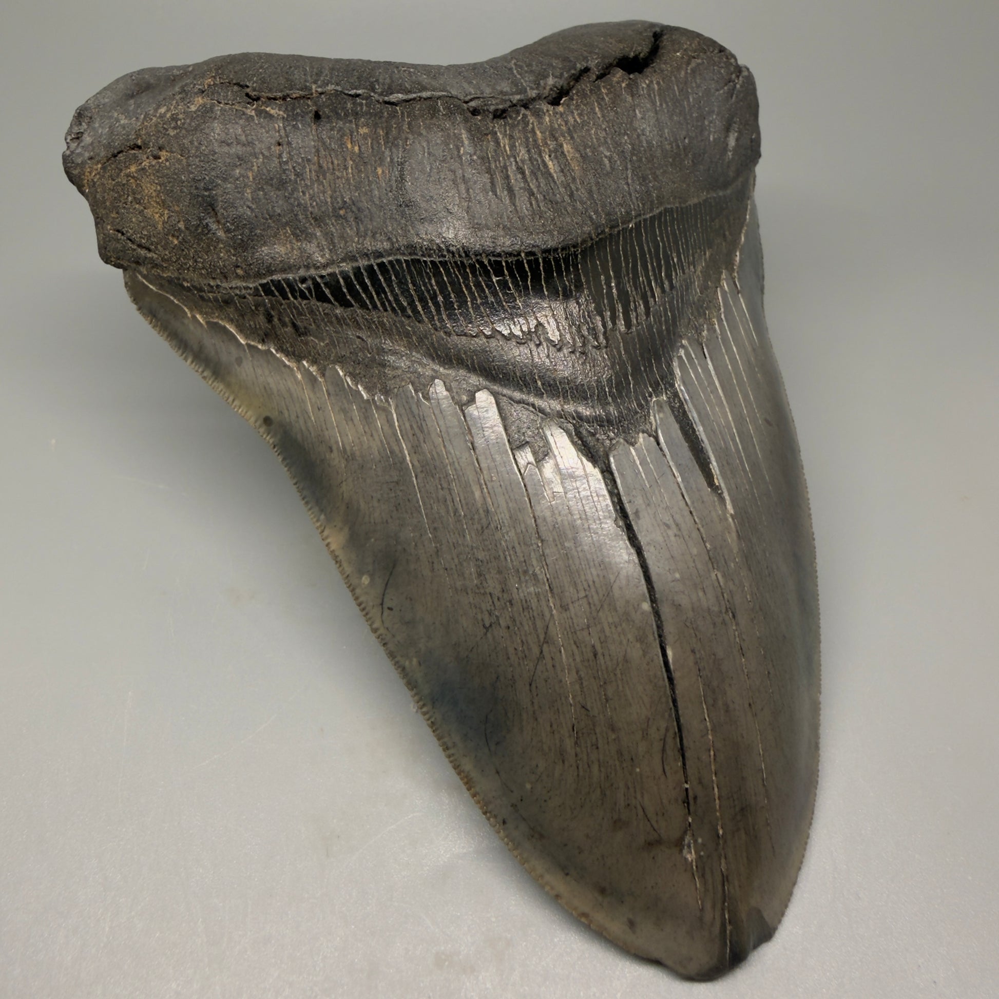 Front Left View 6.14" Authentic Megalodon Tooth – Massive South Carolina Fossil CM5402 