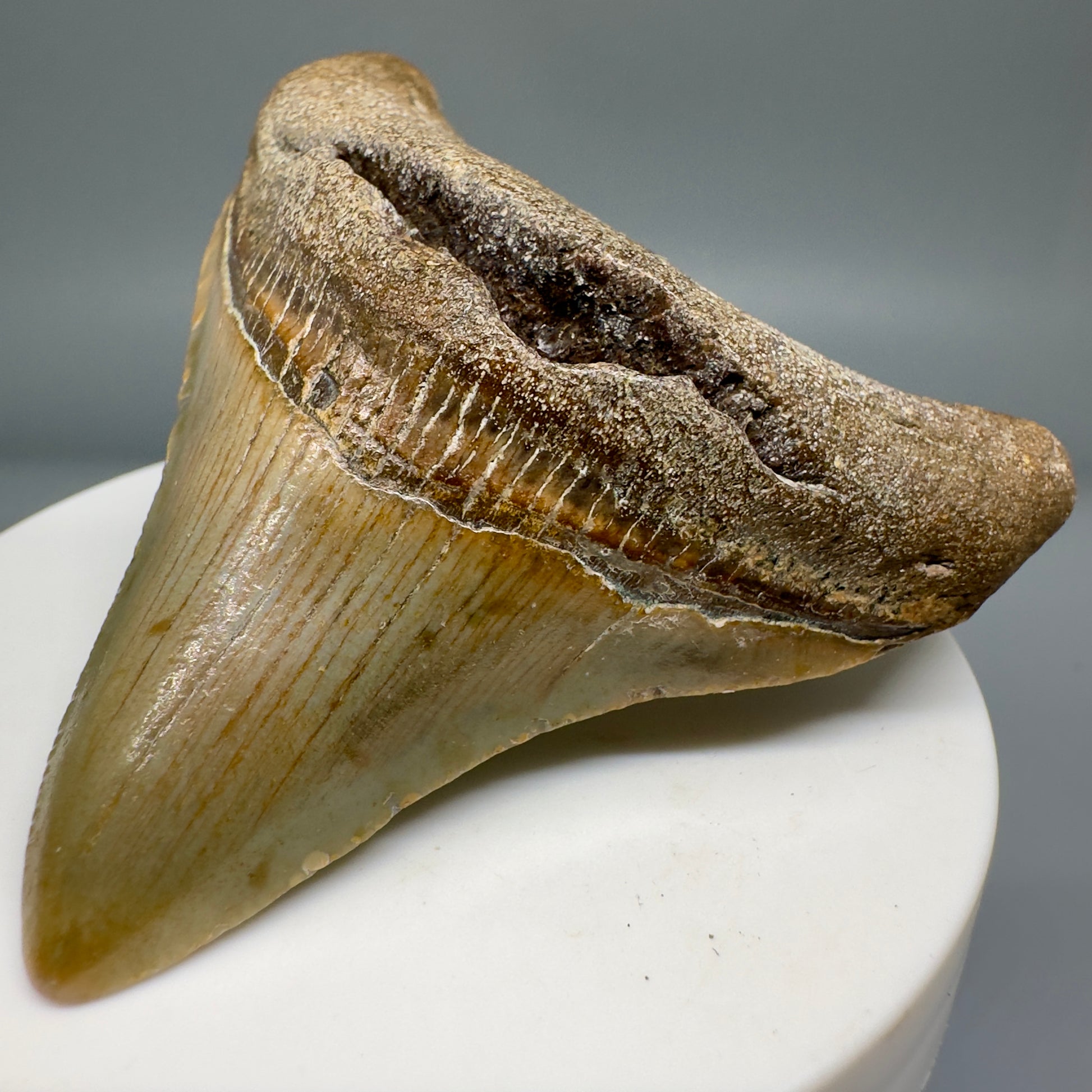 Lateral colorful 2.73" Fossil Megalodon Tooth from North Carolina CM5140 - Front Right