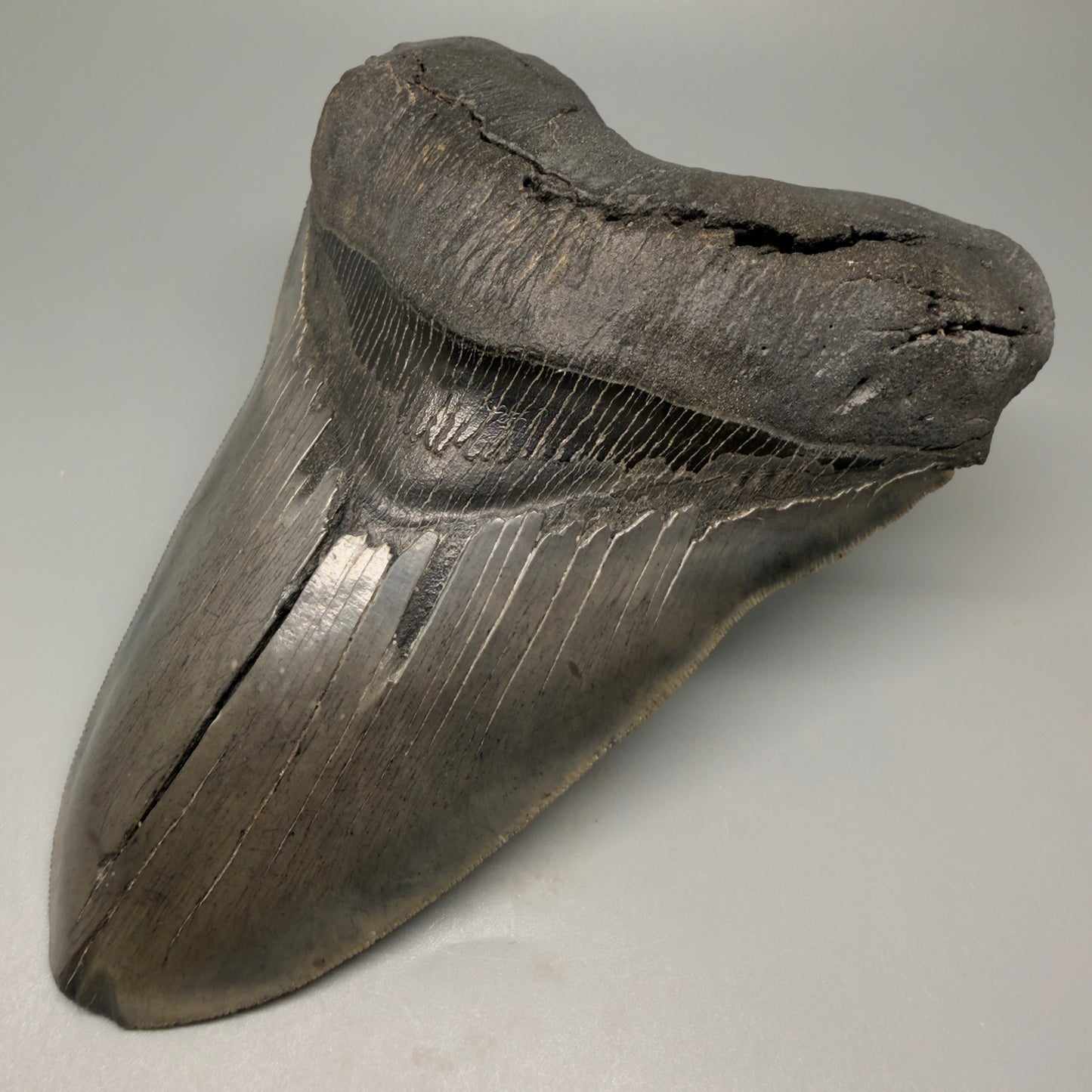 Front Right View 6.14" Authentic Megalodon Tooth – Massive South Carolina Fossil CM5402 