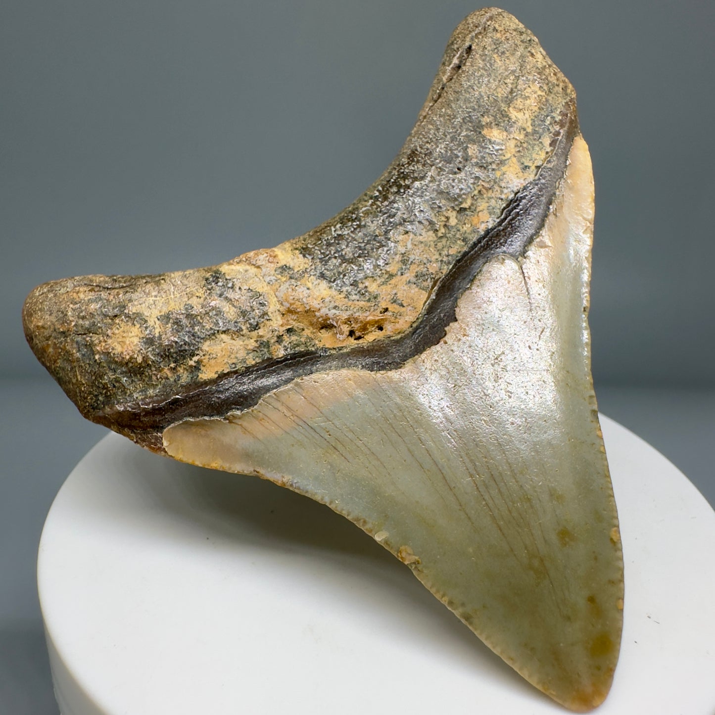 Lateral colorful 2.73" Fossil Megalodon Tooth from North Carolina CM5140 - Back Left
