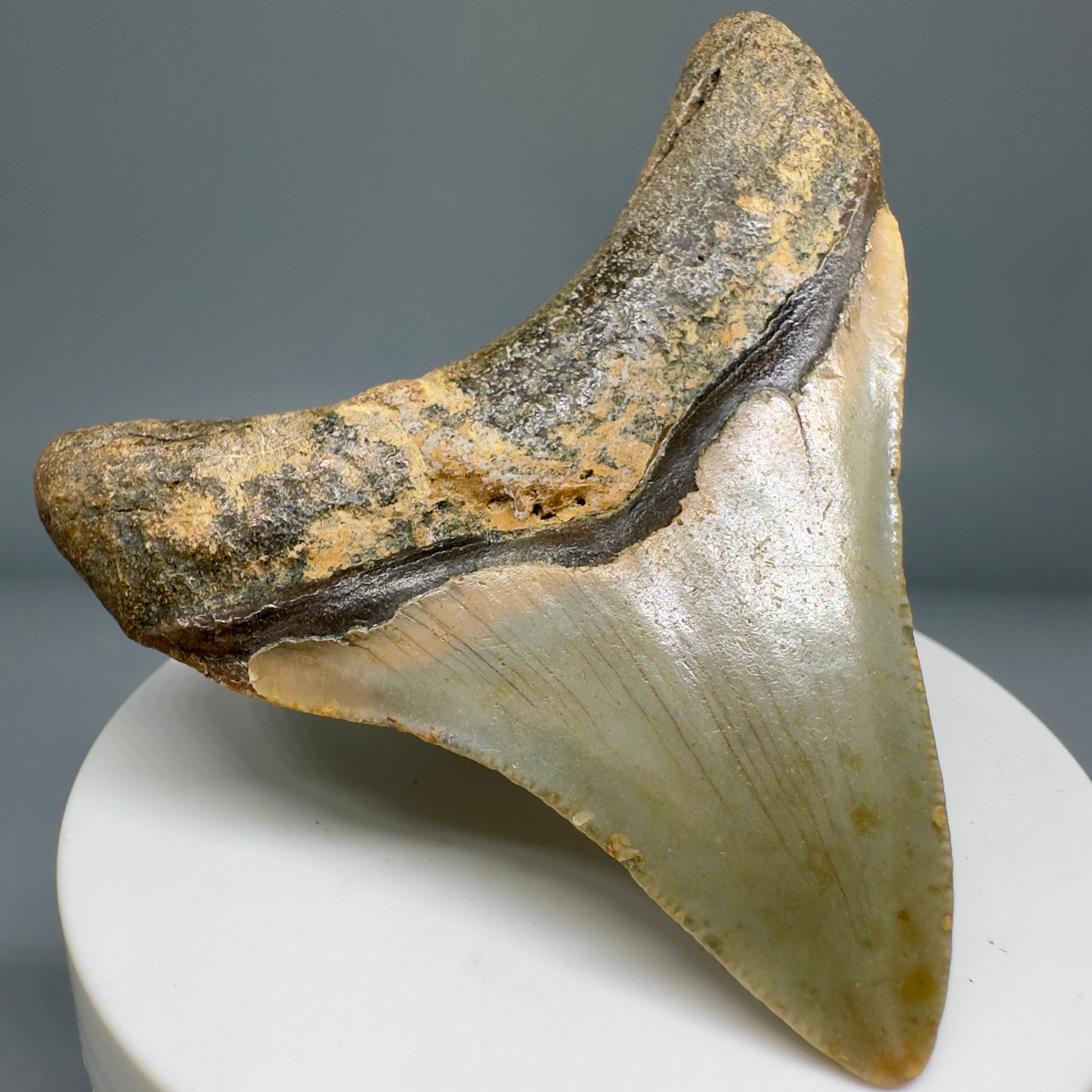 Lateral colorful 2.73" Fossil Megalodon Tooth from North Carolina CM5140 - Back Left