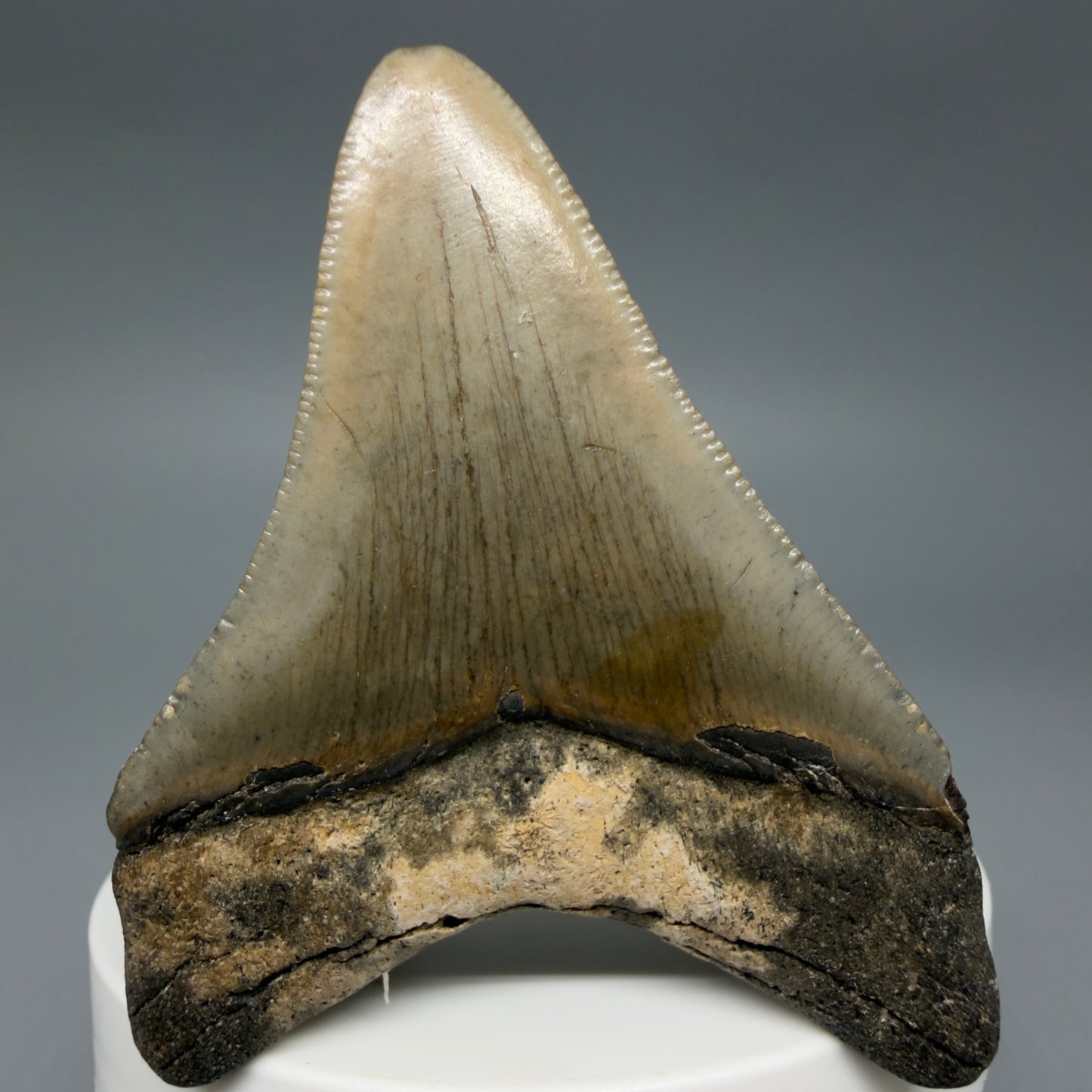 Back View Colorful 2.51" Fossil Megalodon Tooth - Authentic Carcharocles megalodon Fossil from North Carolina CM6291