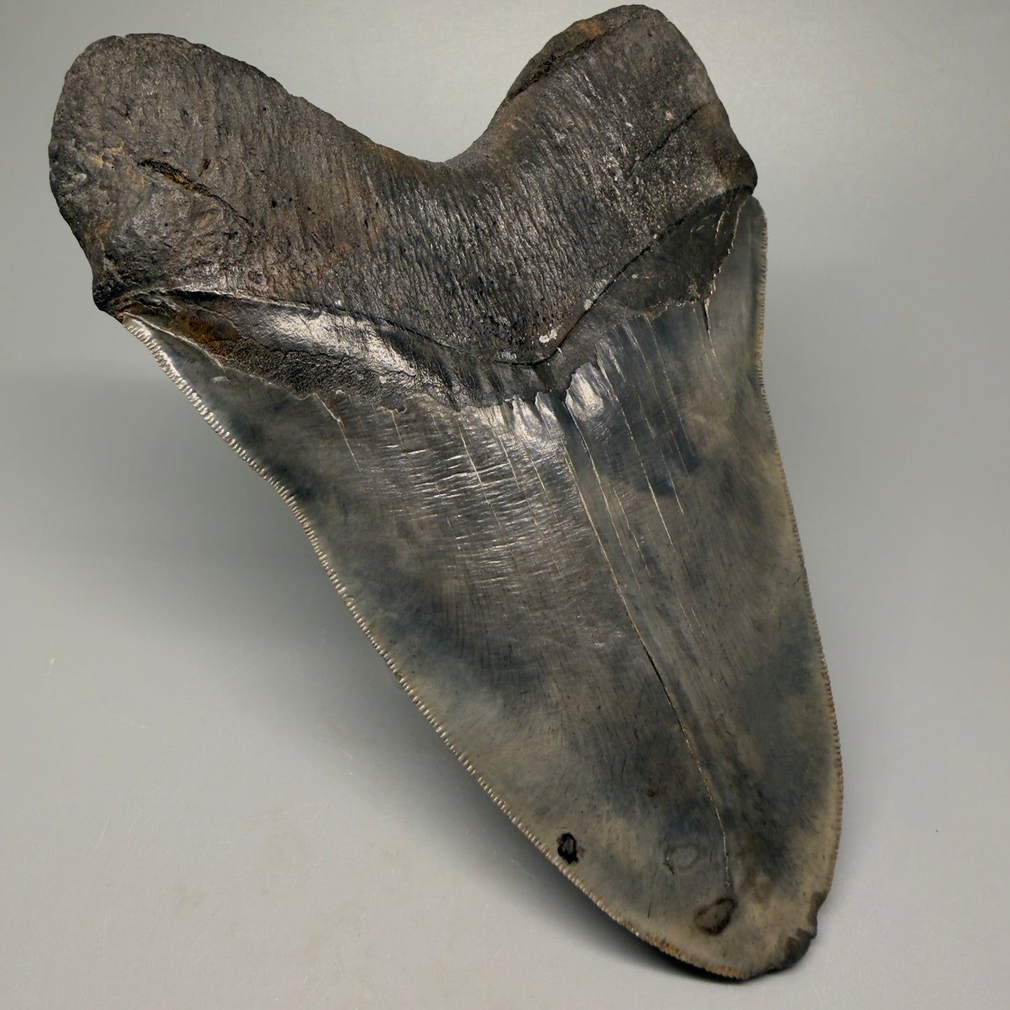 Back Left View 6.14" Authentic Megalodon Tooth – Massive South Carolina Fossil CM5402 