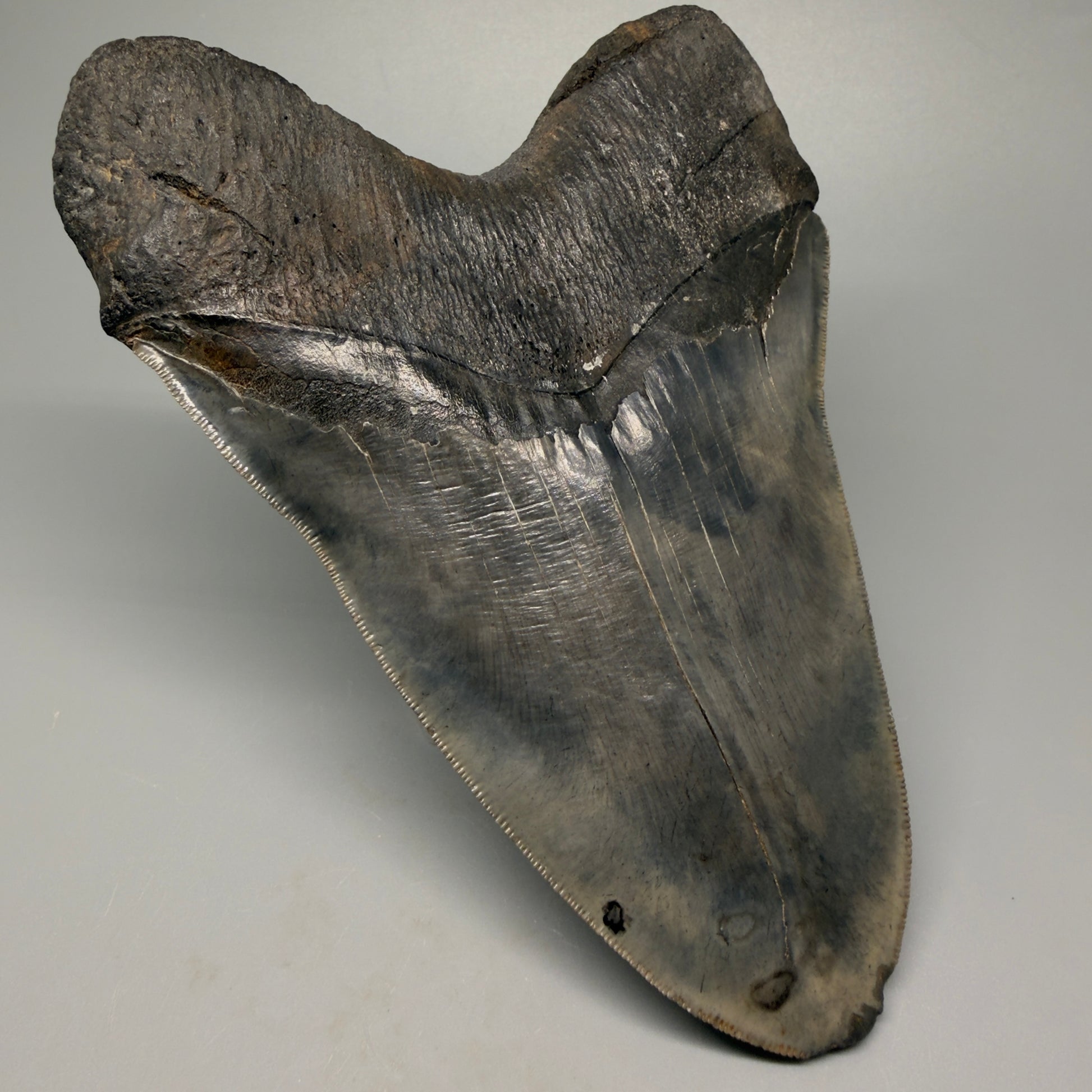 Back Left View 6.14" Authentic Megalodon Tooth – Massive South Carolina Fossil CM5402 