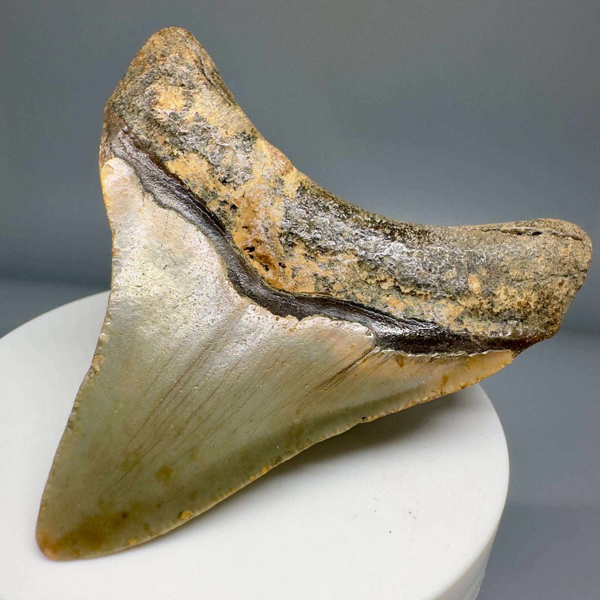 Lateral colorful 2.73" Fossil Megalodon Tooth from North Carolina CM5140 - Back Right