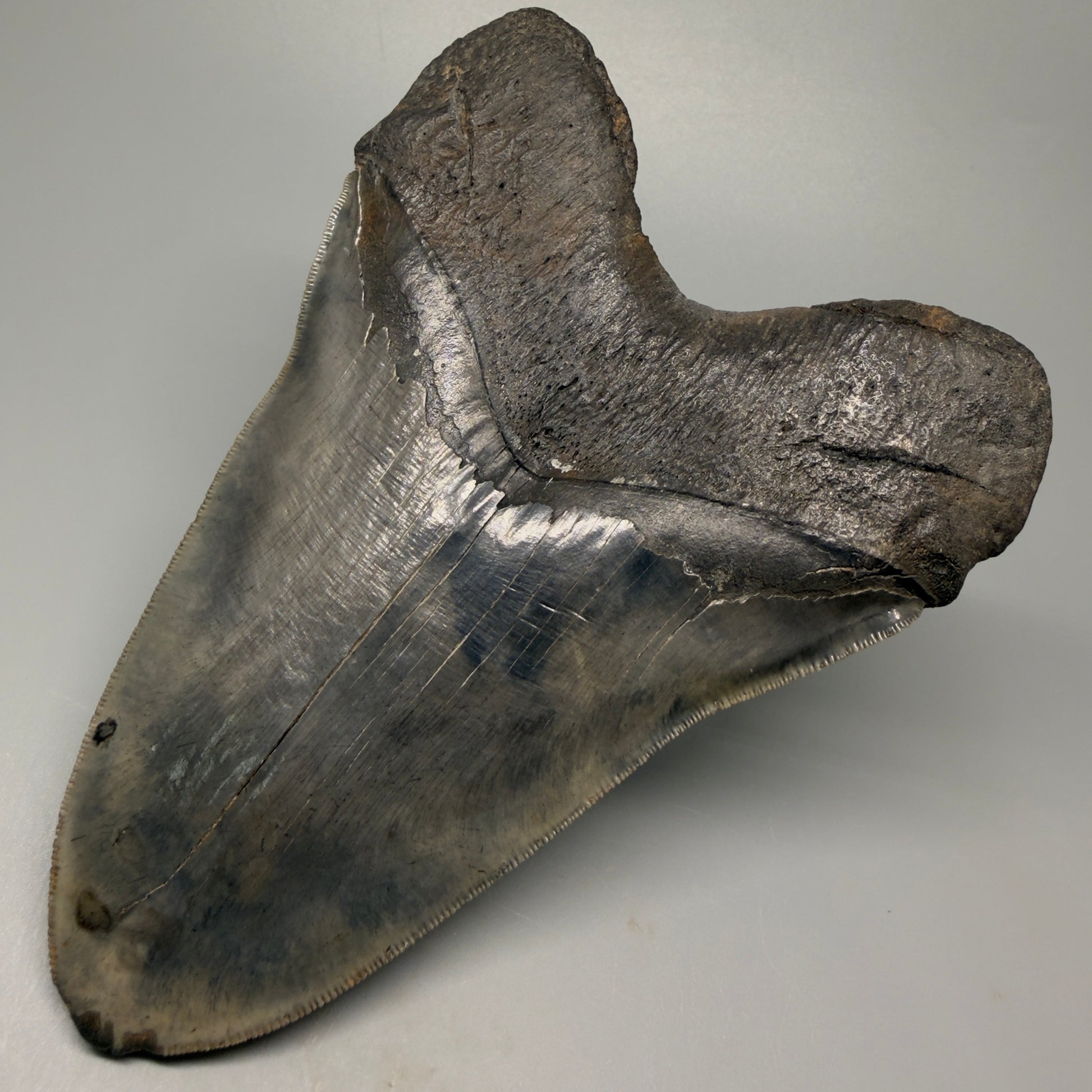 Back Right View 6.14" Authentic Megalodon Tooth – Massive South Carolina Fossil CM5402 