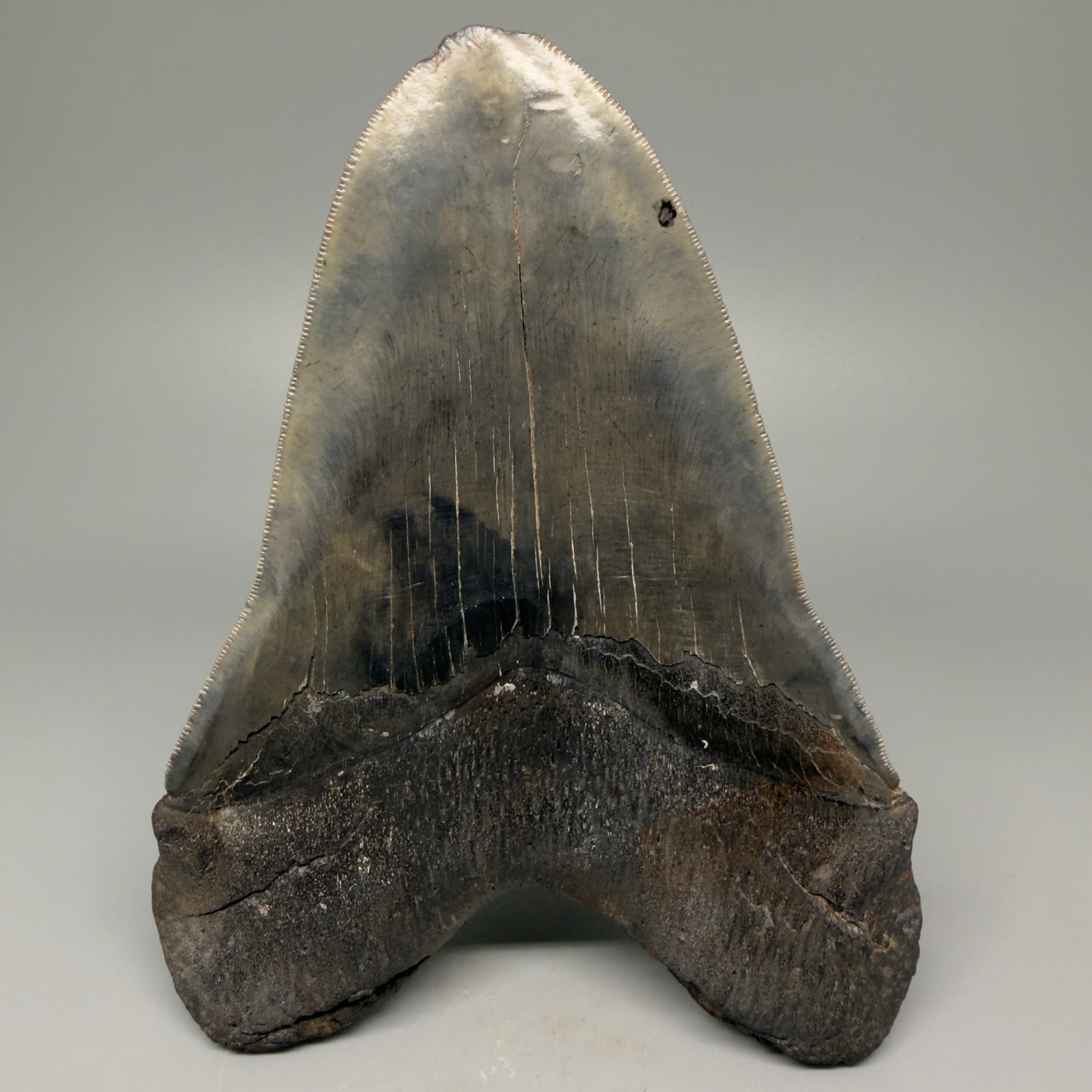 Back View 6.14" Authentic Megalodon Tooth – Massive South Carolina Fossil CM5402 