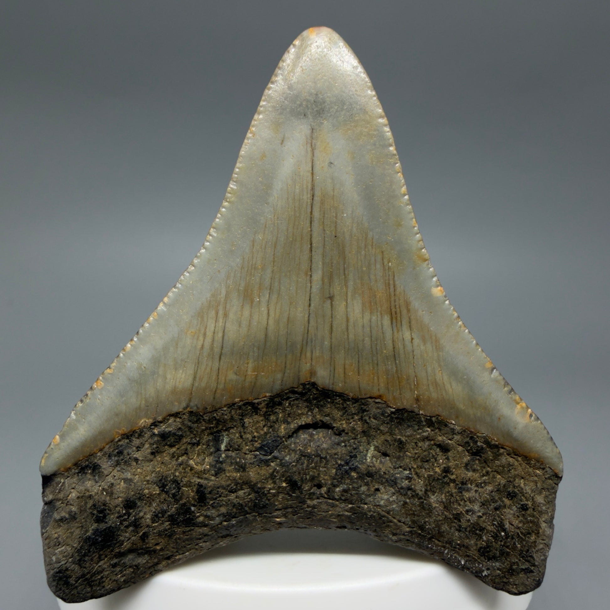 Back View Colorful 2.51" Fossil Megalodon Tooth - Authentic Carcharocles megalodon Fossil from North Carolina CM6292