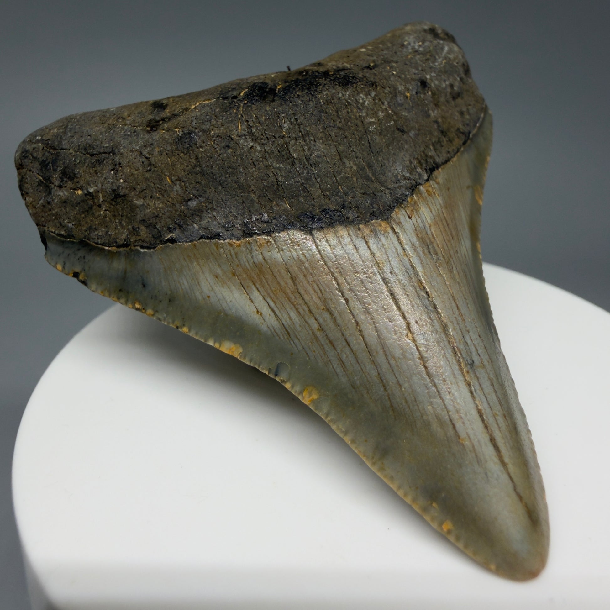 Front Left View Colorful 2.51" Fossil Megalodon Tooth - Authentic Carcharocles megalodon Fossil from North Carolina CM6292