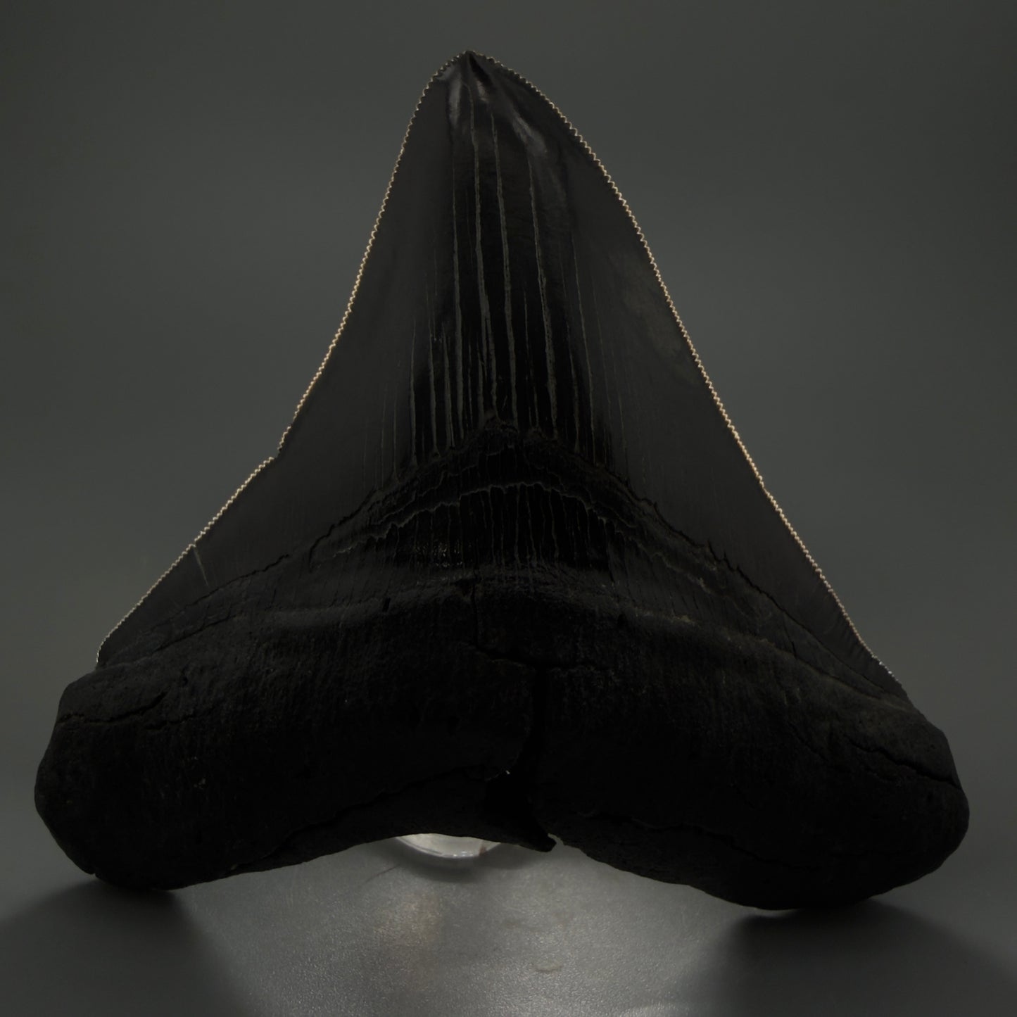 Front View displaying serrations Authentic 4.59" Lateral Megalodon Tooth – Colorful Fossil Megalodon Tooth CM5409
