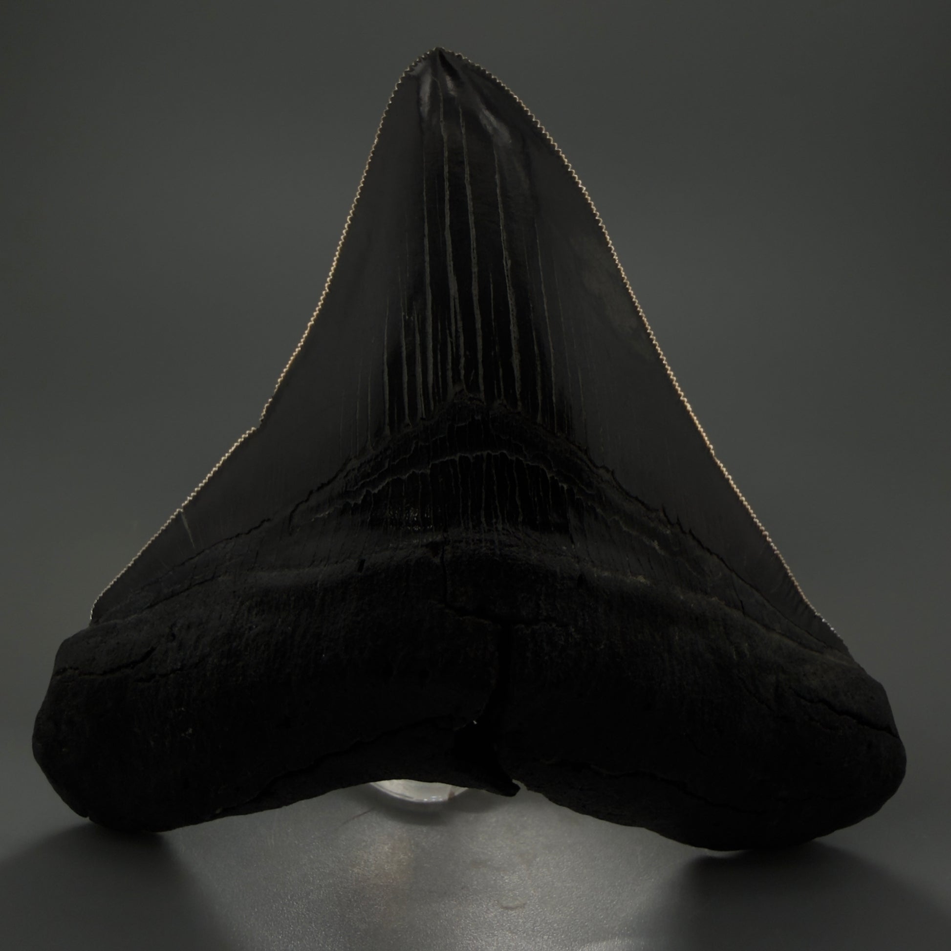 Front View displaying serrations Authentic 4.59" Lateral Megalodon Tooth – Colorful Fossil Megalodon Tooth CM5409