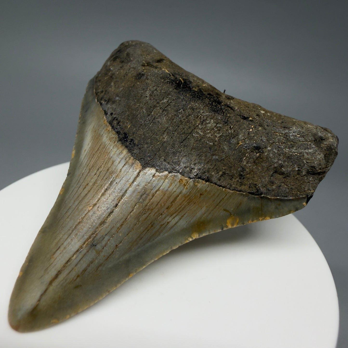 Front Right View Colorful 2.51" Fossil Megalodon Tooth - Authentic Carcharocles megalodon Fossil from North Carolina CM6292