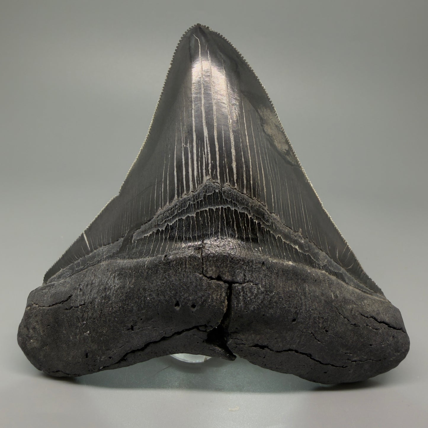 Front View Authentic 4.59" Lateral Megalodon Tooth – Colorful Fossil Megalodon Tooth CM5409 - 1