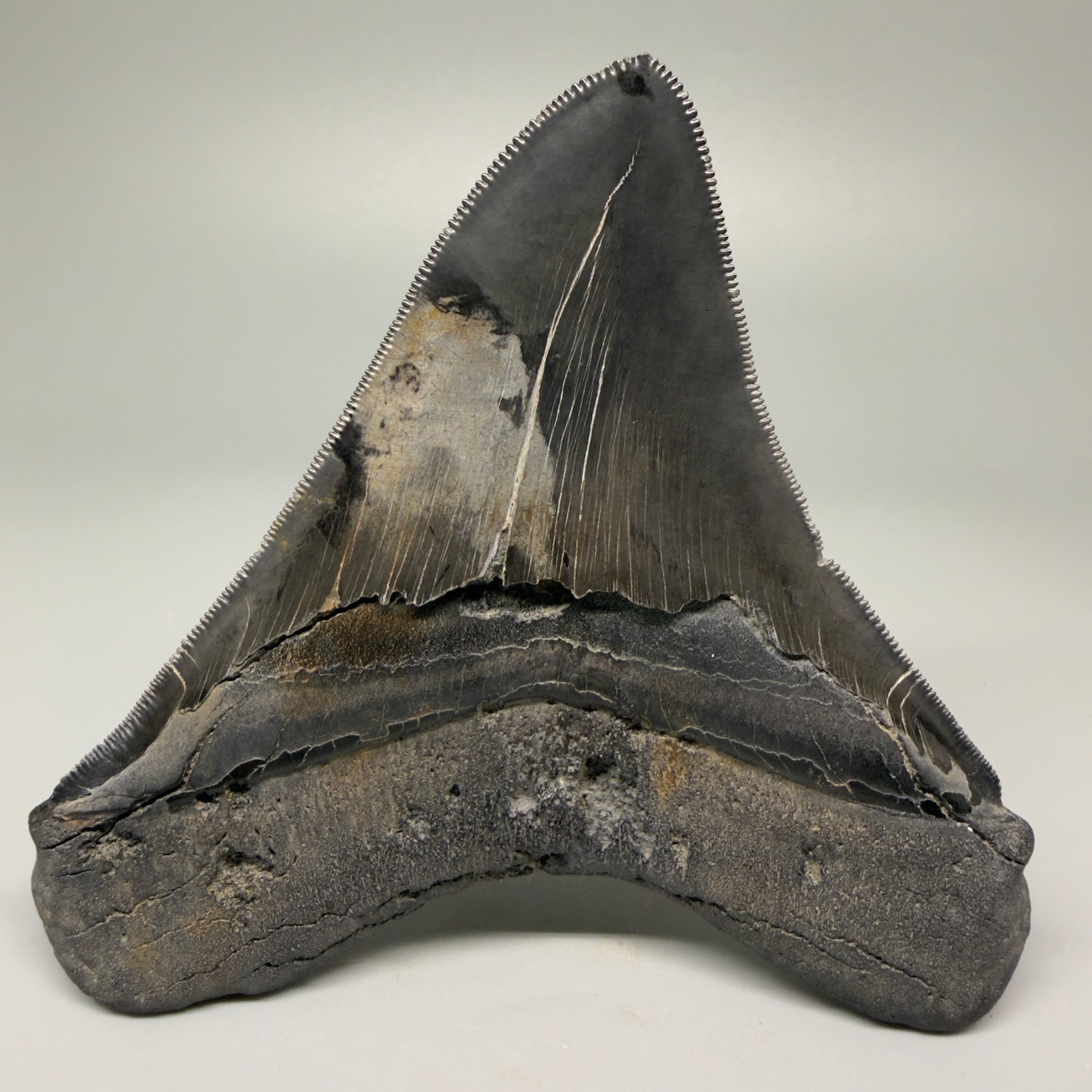 Back View Authentic 4.59" Lateral Megalodon Tooth – Colorful Fossil Megalodon Tooth CM5409