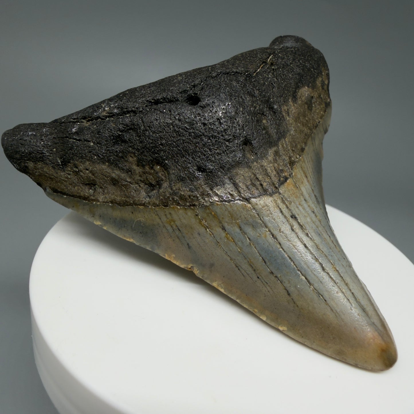 Colorful 2.79" Fossil Megalodon Tooth - Authentic Carcharocles megalodon Fossil from North Carolina