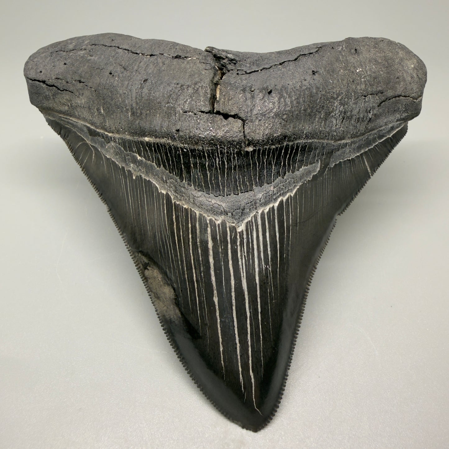 Front View Authentic 4.59" Lateral Megalodon Tooth – Colorful Fossil Megalodon Tooth CM5409 - 2
