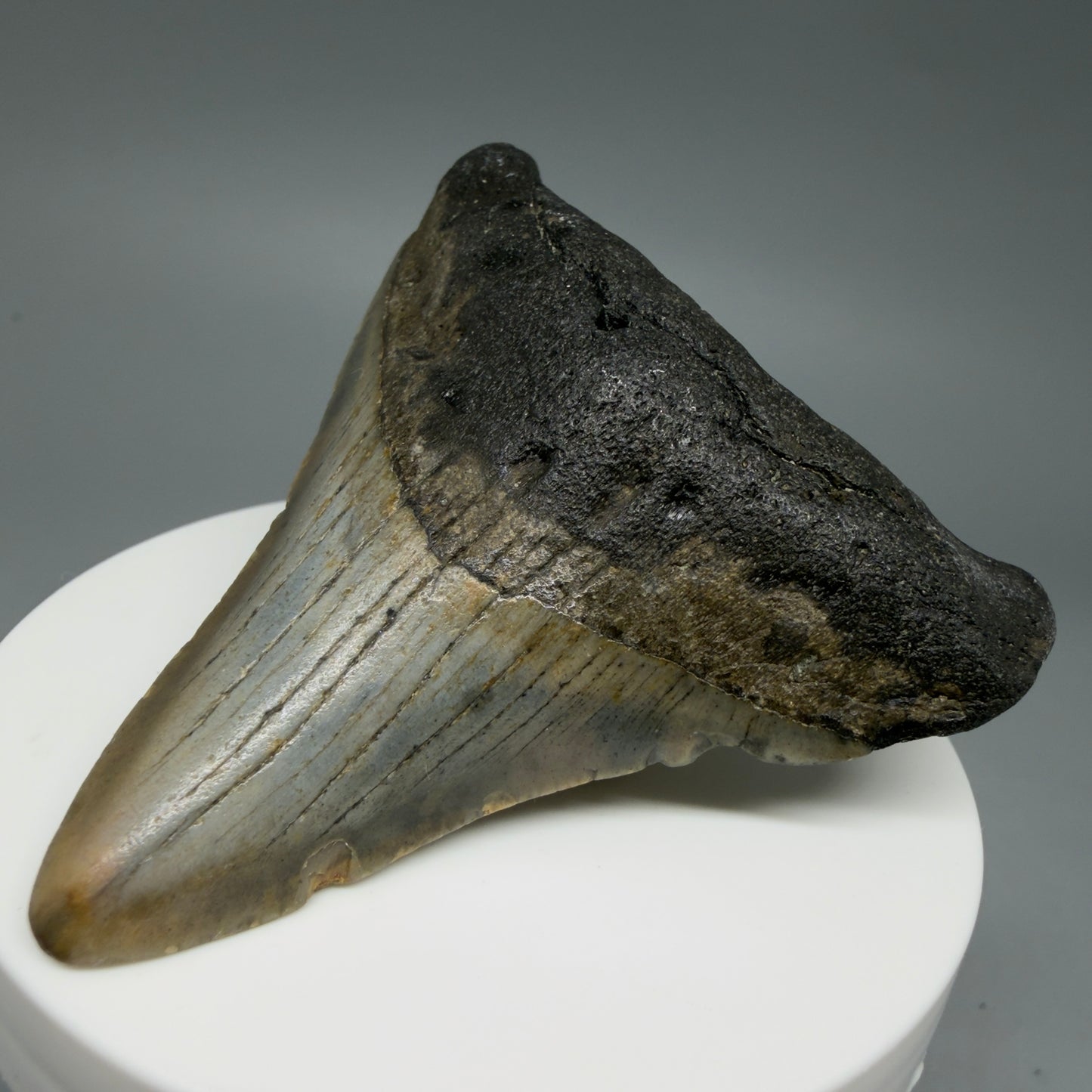 Front Left View Colorful 2.79" Fossil Megalodon Tooth - Authentic Carcharocles megalodon Fossil from North Carolina CM6293