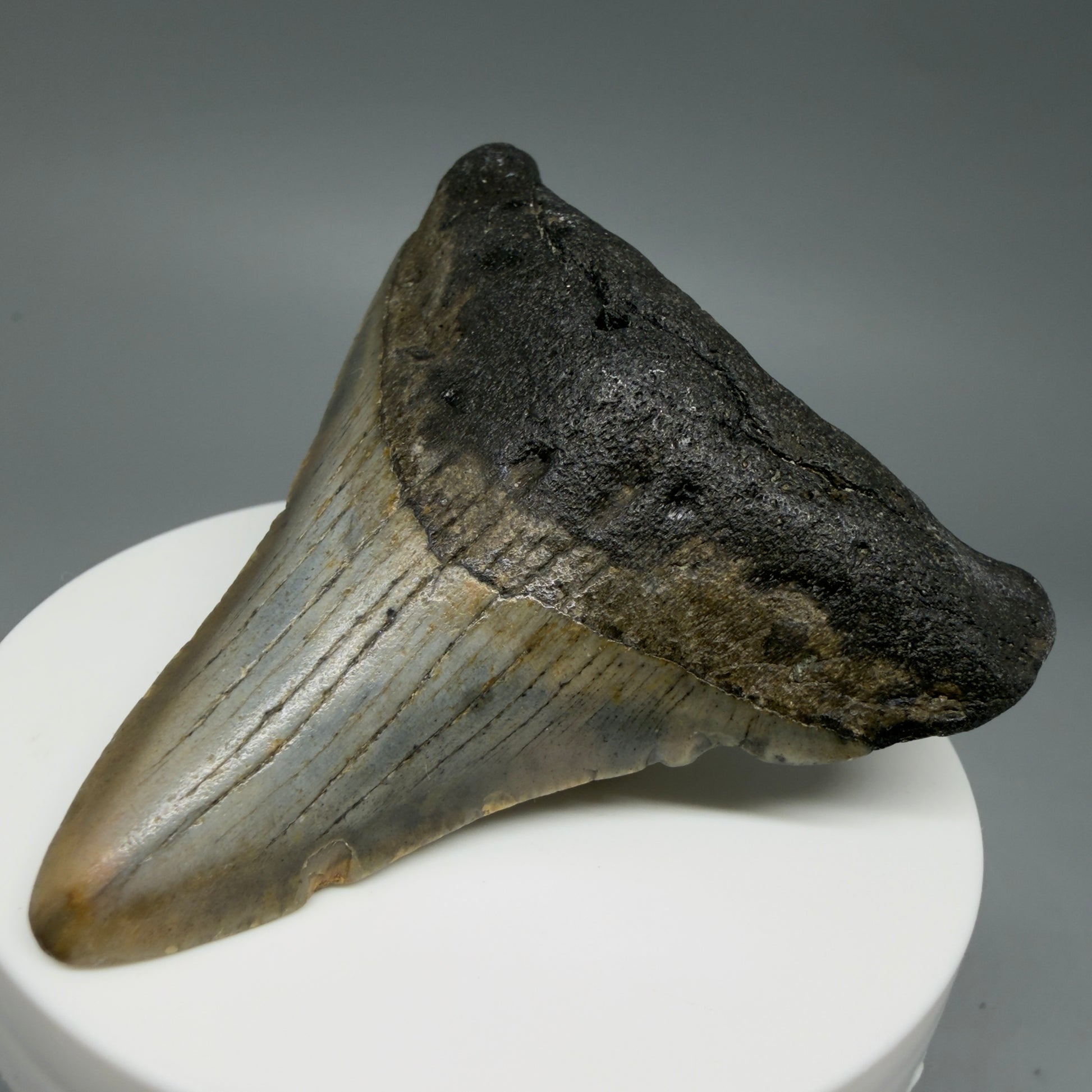 Front Left View Colorful 2.79" Fossil Megalodon Tooth - Authentic Carcharocles megalodon Fossil from North Carolina CM6293
