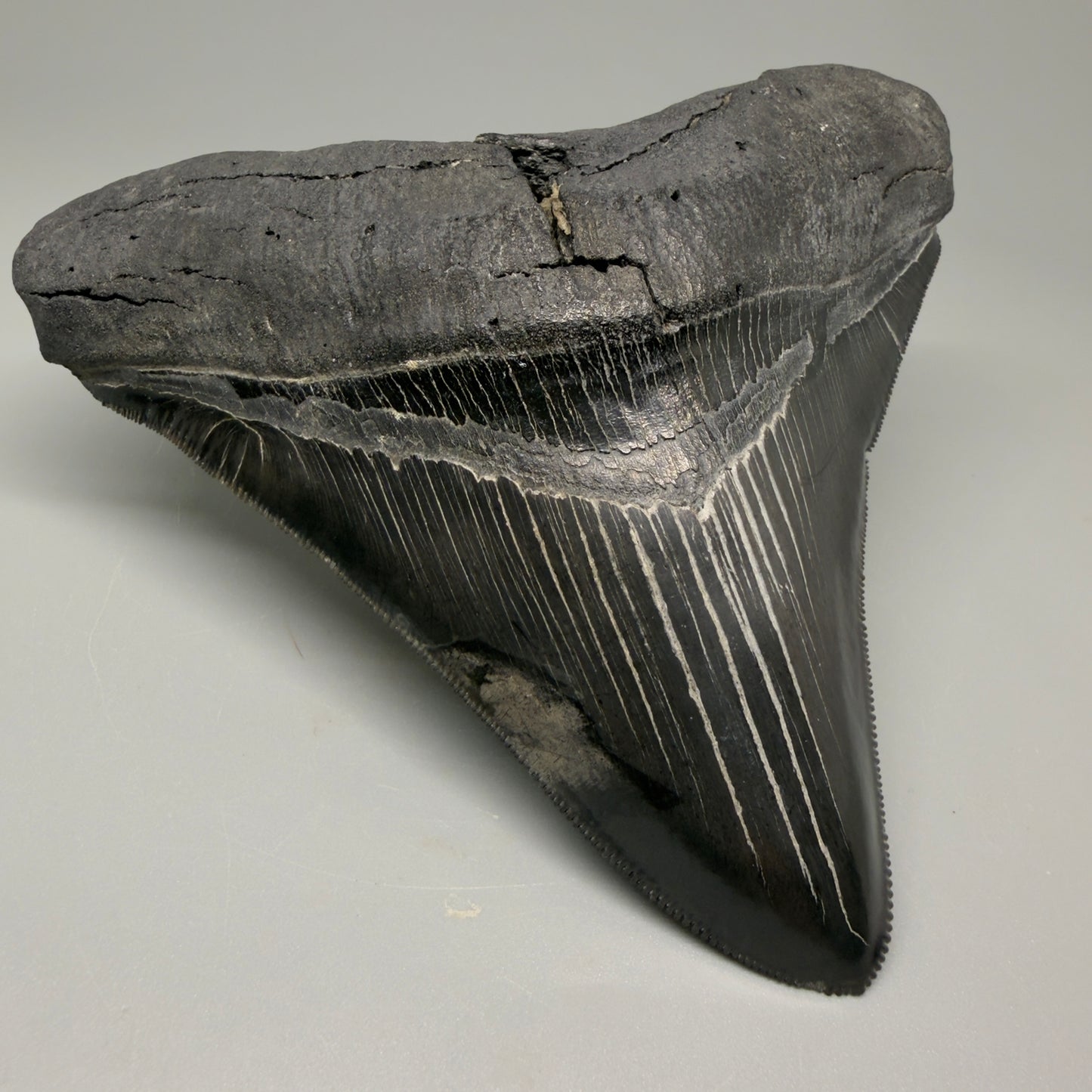Front Left View Authentic 4.59" Lateral Megalodon Tooth – Colorful Fossil Megalodon Tooth CM5409