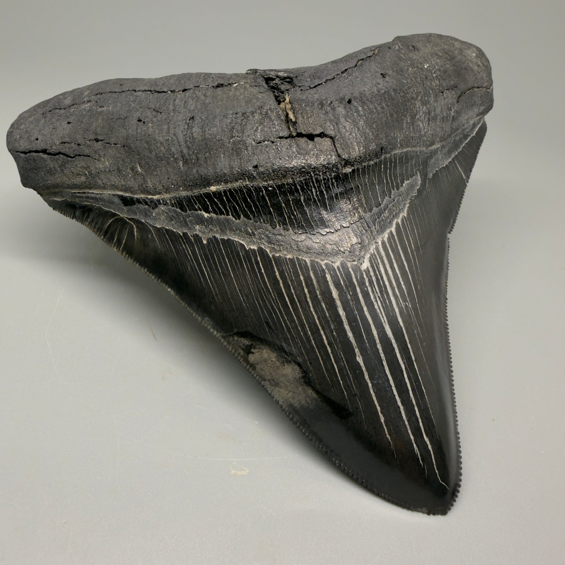 Front Left View Authentic 4.59" Lateral Megalodon Tooth – Colorful Fossil Megalodon Tooth CM5409