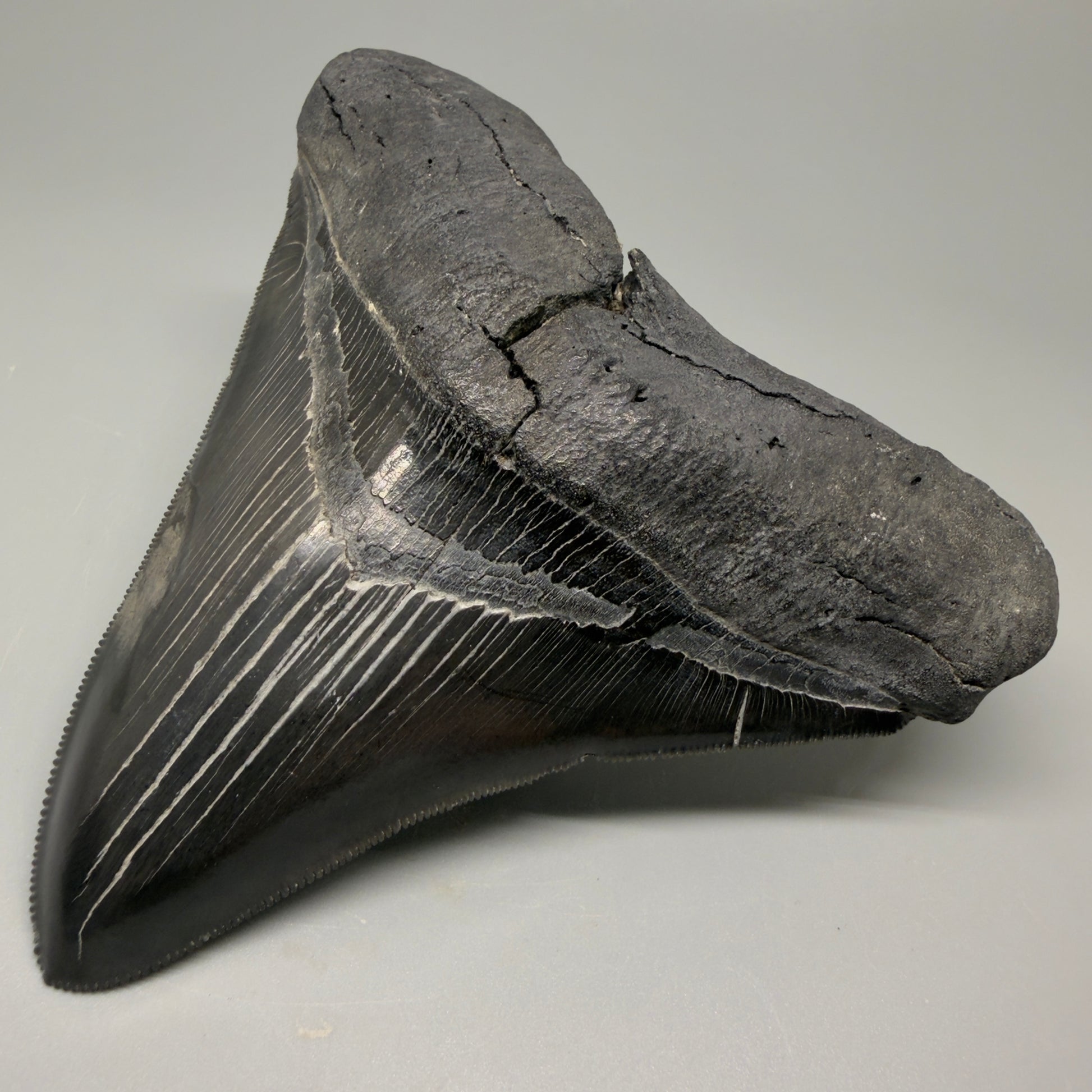 Front Right View Authentic 4.59" Lateral Megalodon Tooth – Colorful Fossil Megalodon Tooth CM5409 