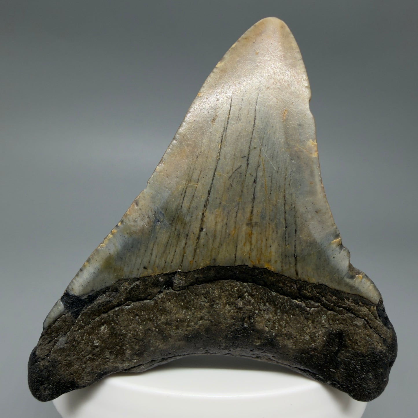 Back View Colorful 2.79" Fossil Megalodon Tooth - Authentic Carcharocles megalodon Fossil from North Carolina CM6293