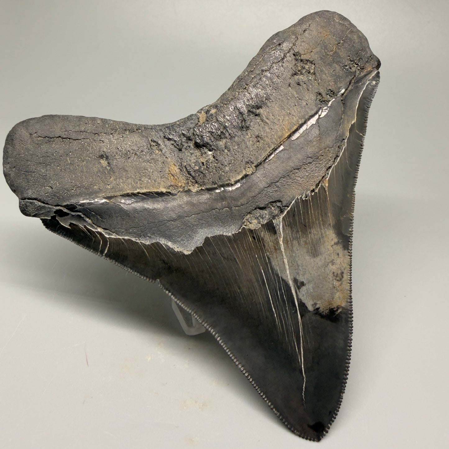 Back Left View Authentic 4.59" Lateral Megalodon Tooth – Colorful Fossil Megalodon Tooth CM5409