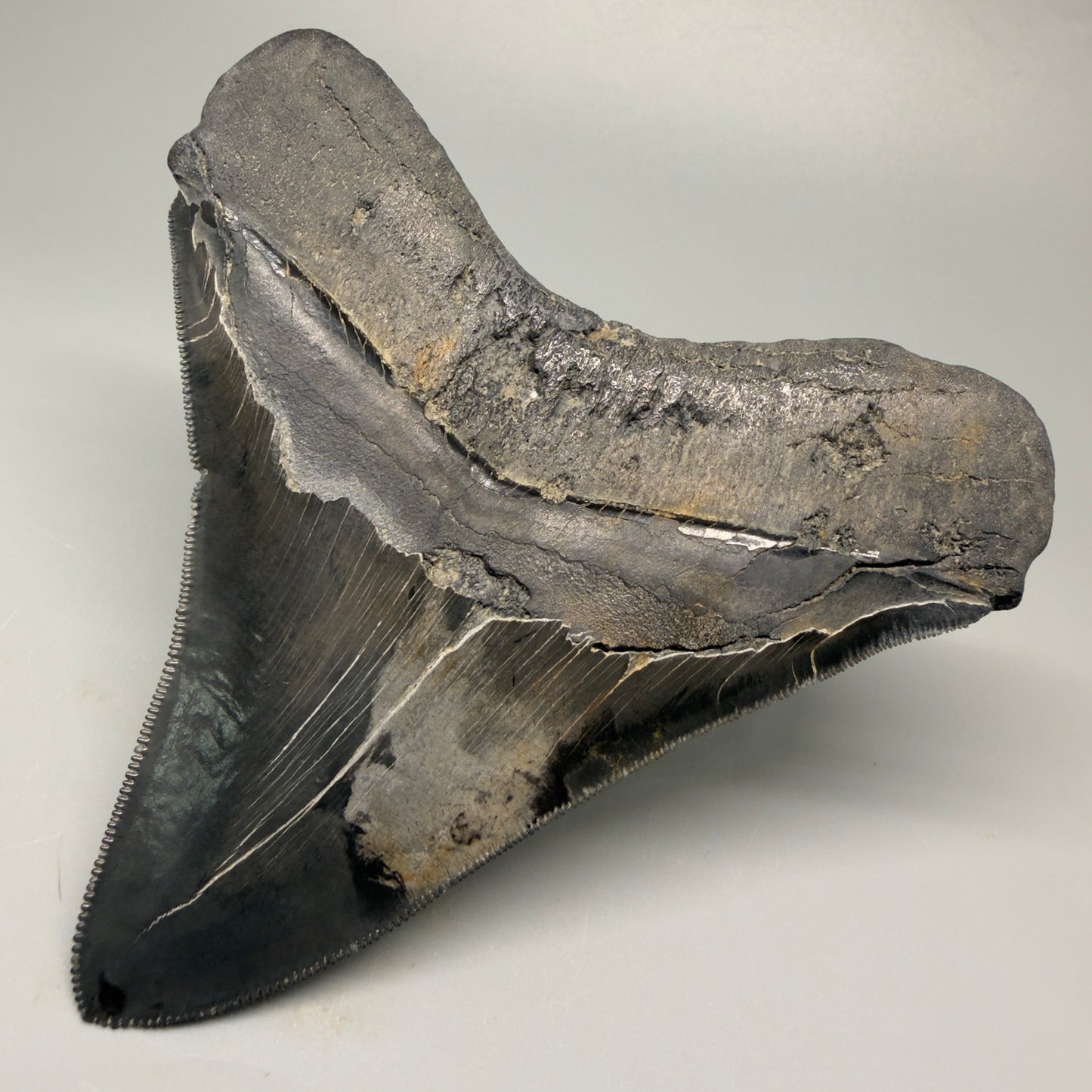 Back Right View Authentic 4.59" Lateral Megalodon Tooth – Colorful Fossil Megalodon Tooth CM5409