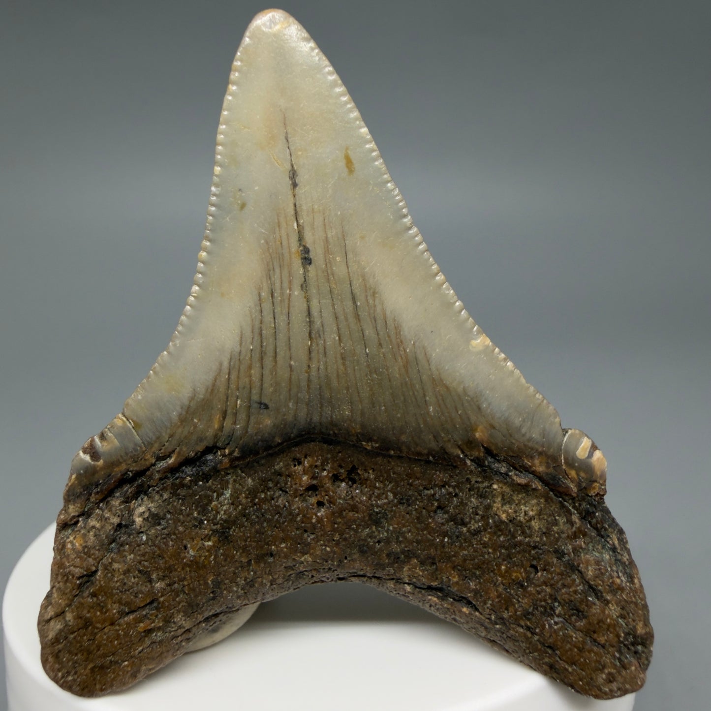 Back View Colorful 2.40" Fossil Megalodon Tooth - Authentic Carcharocles megalodon Fossil from North Carolina C6285