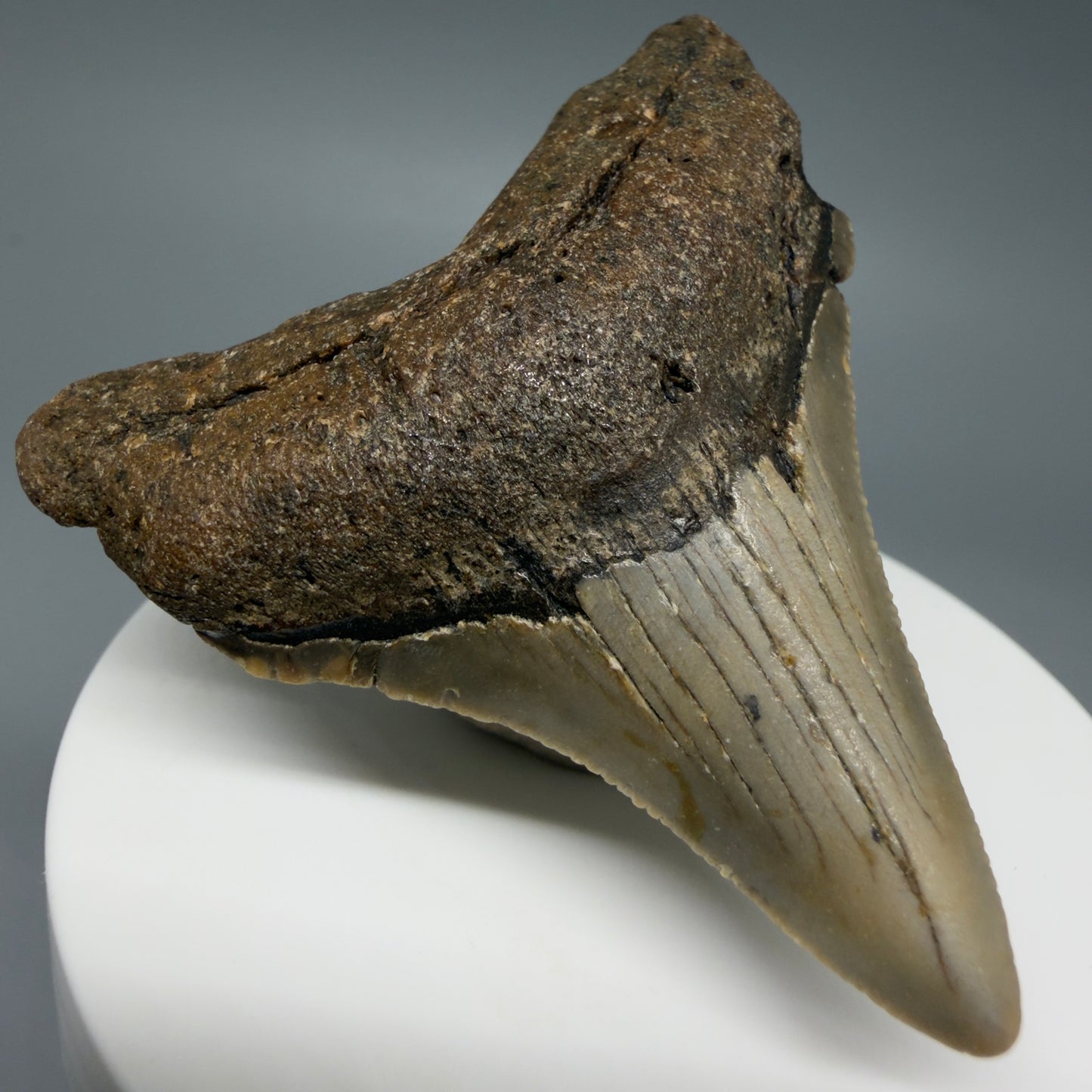 Front Left View Colorful 2.40" Fossil Megalodon Tooth - Authentic Carcharocles megalodon Fossil from North Carolina C6285