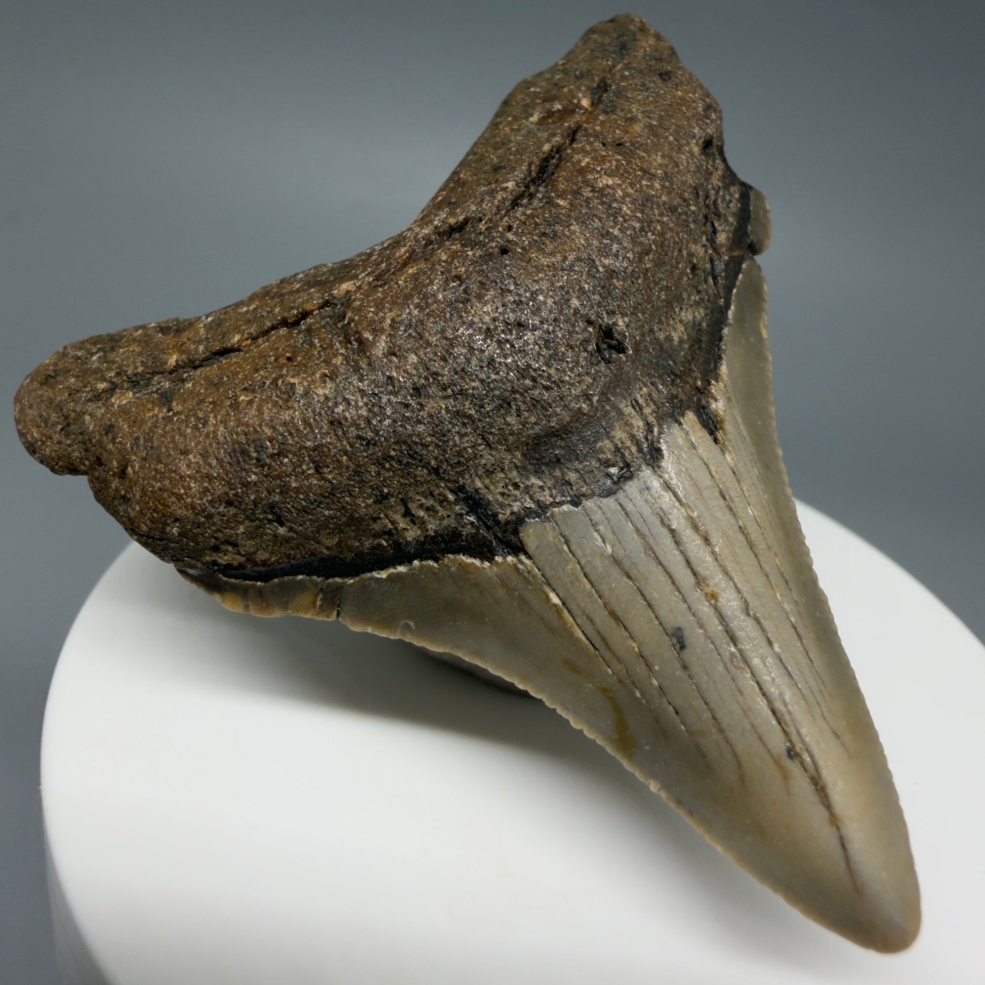 Front Left View Colorful 2.40" Fossil Megalodon Tooth - Authentic Carcharocles megalodon Fossil from North Carolina C6285
