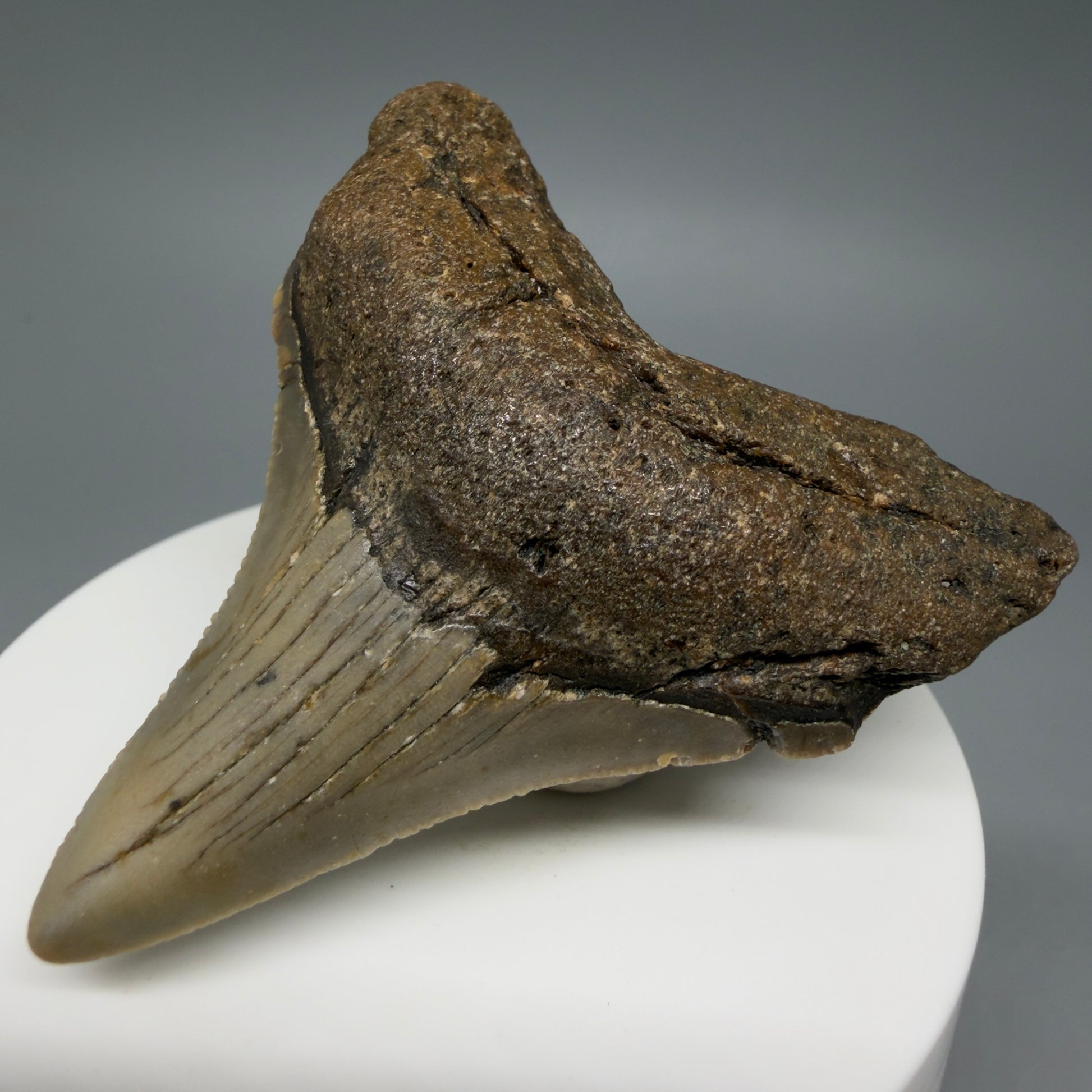 Front Right View Colorful 2.40" Fossil Megalodon Tooth - Authentic Carcharocles megalodon Fossil from North Carolina C6285